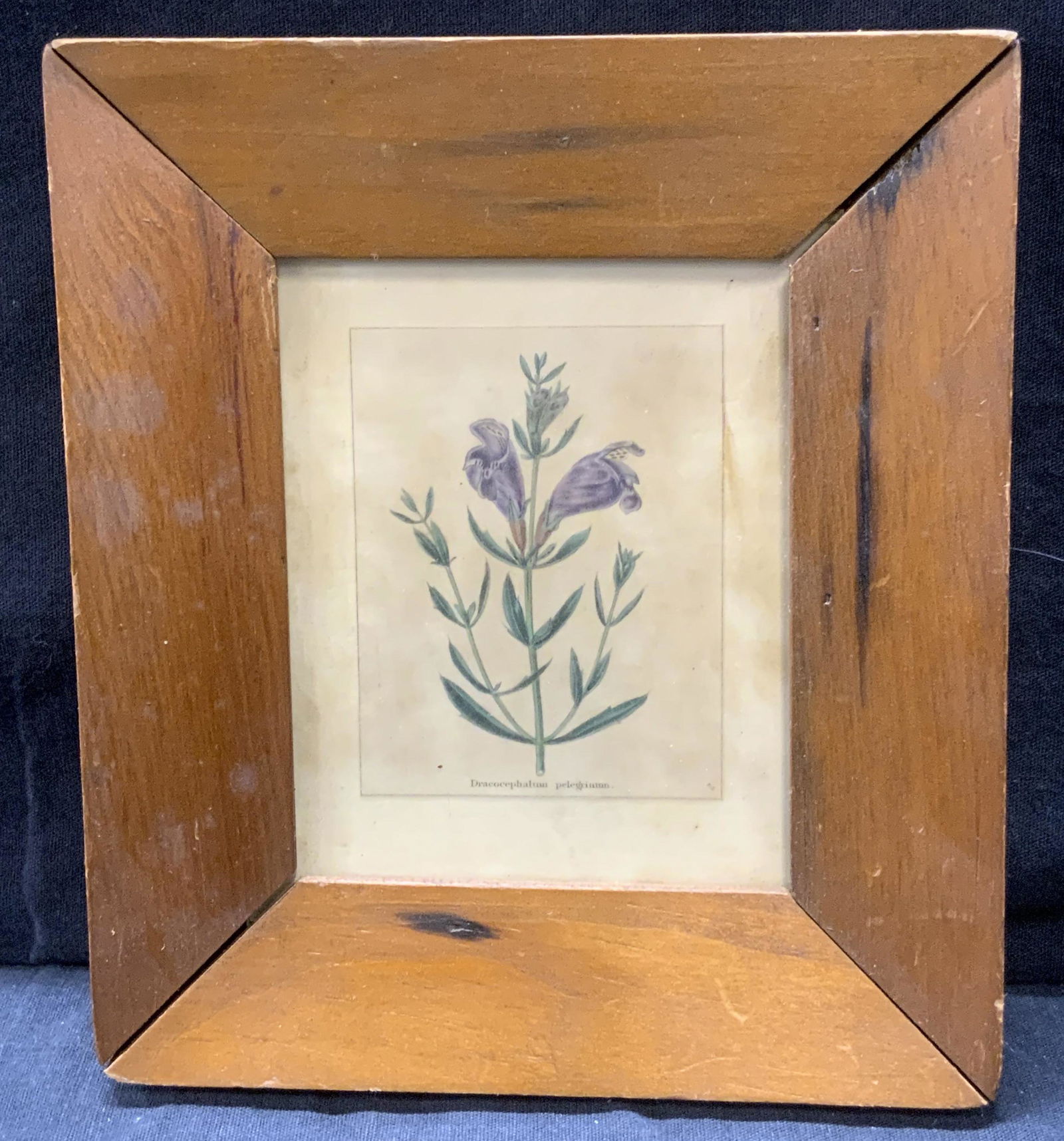 Vintage Botanical Lithograph (1 of 4)