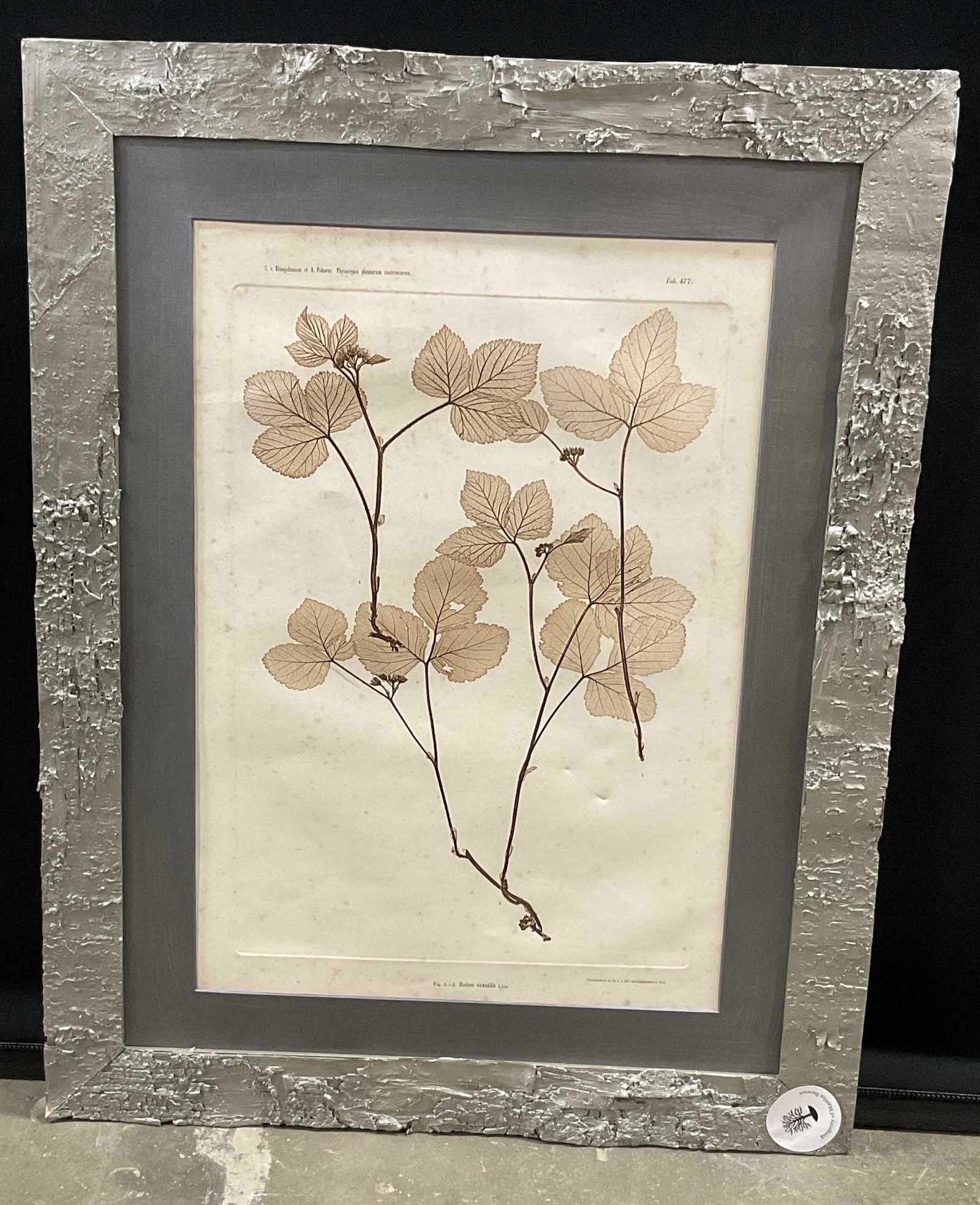 Botanical Framed Print, Austria (1 of 10)
