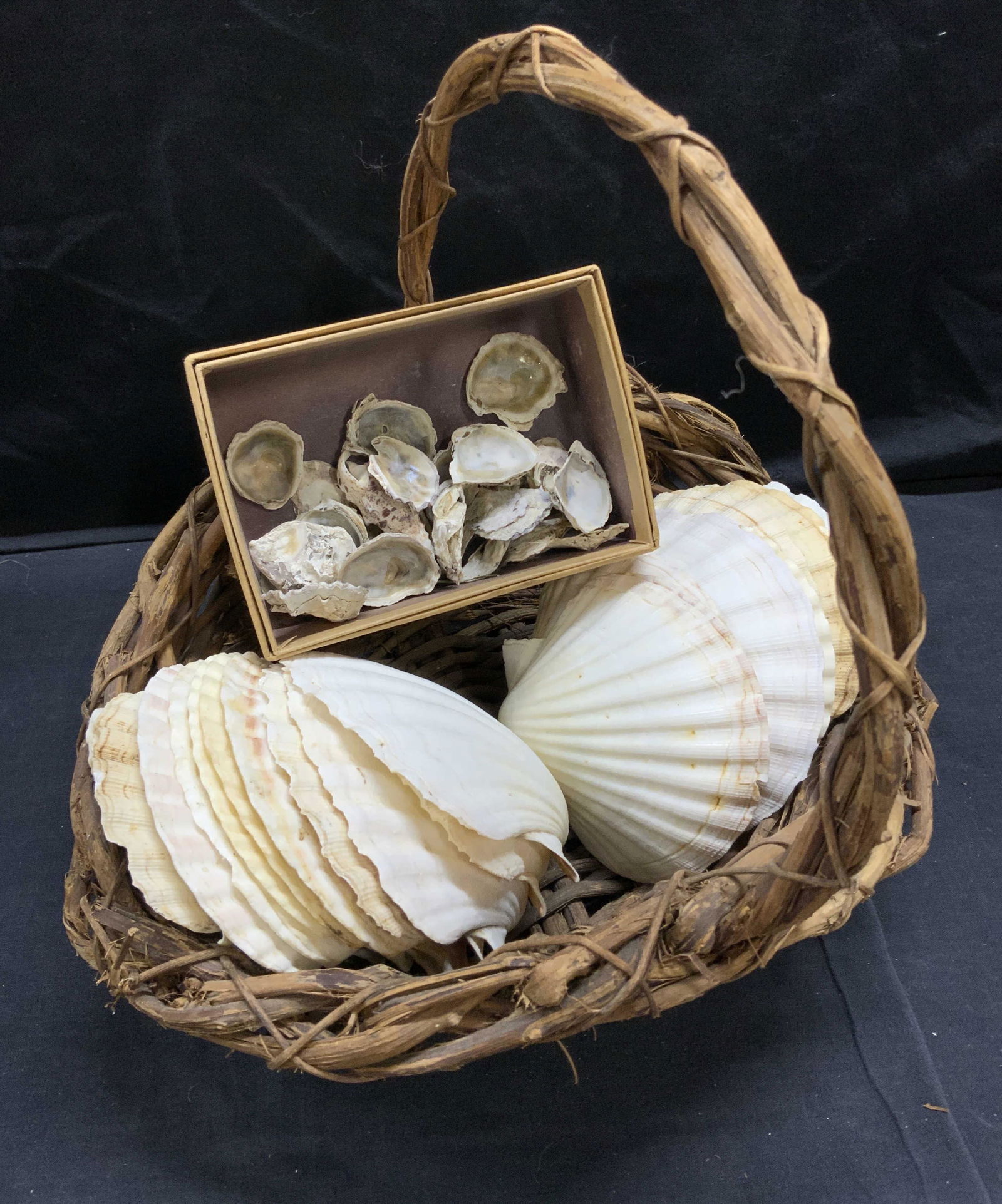 Group Lot of Scallop Shells (1 of 4)