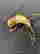 item-129675634=5