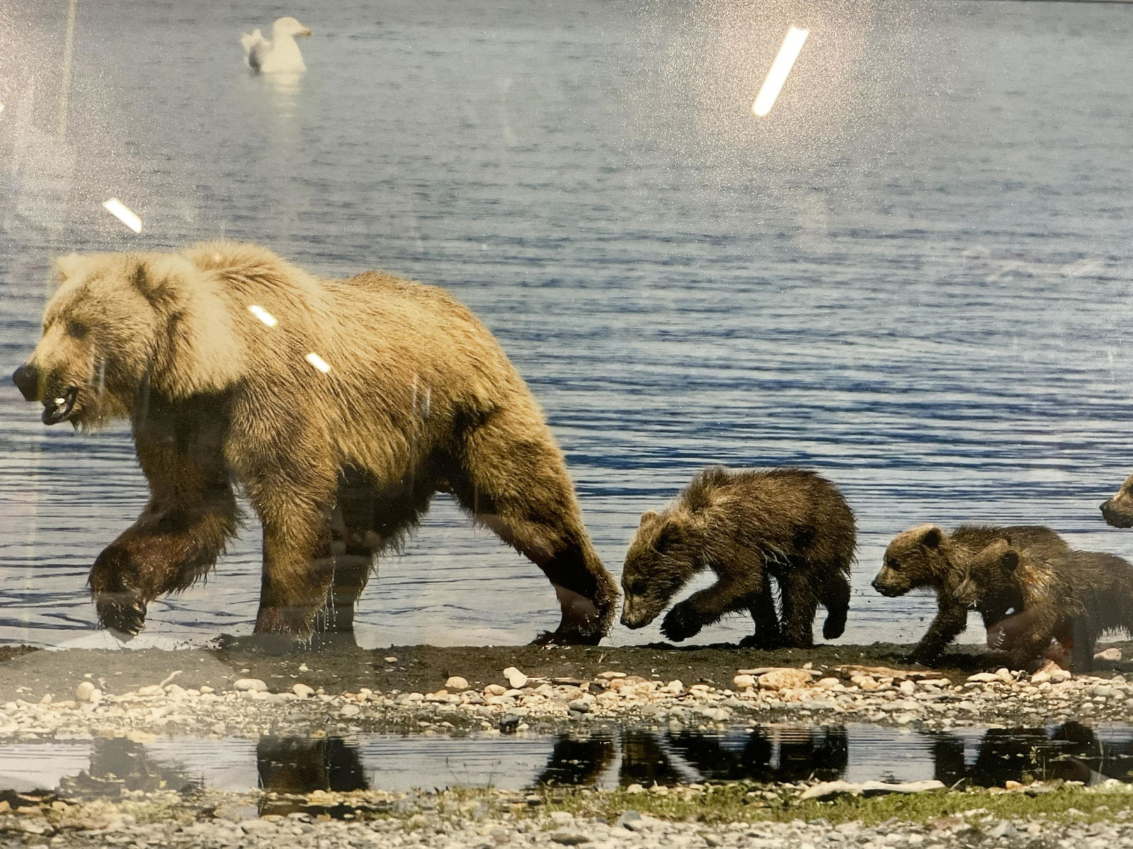 JASPER JAMES Signed Photograph (1 of 7)