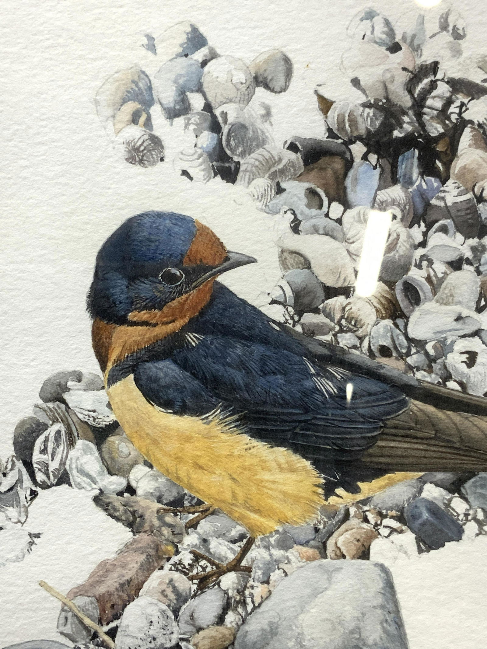 ROBERT BARRETT Watercolor Bird & Shells Painting (1 of 9)