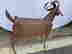 item-130055474=7