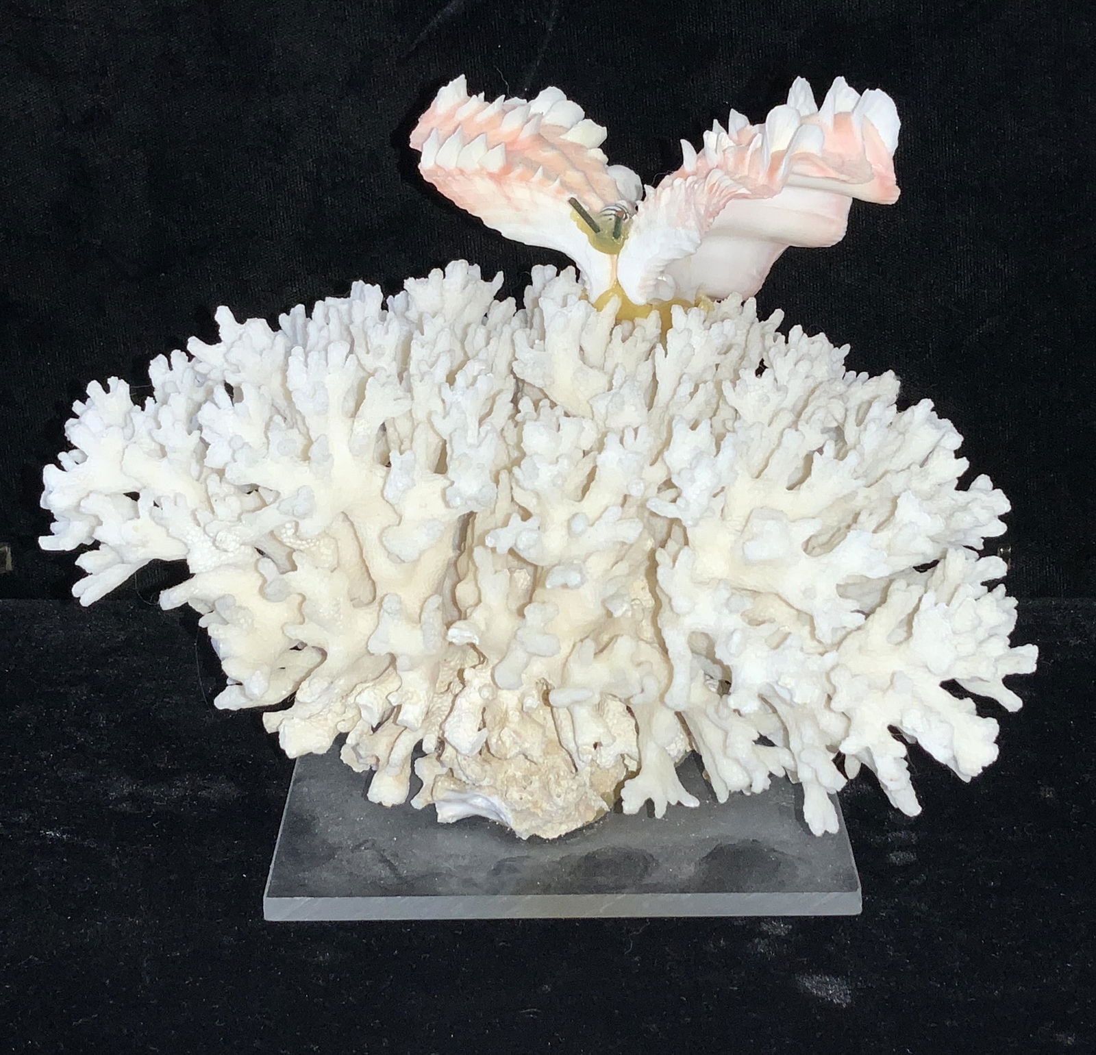Coral Sculpture with Shell Sea Creature (1 of 5)