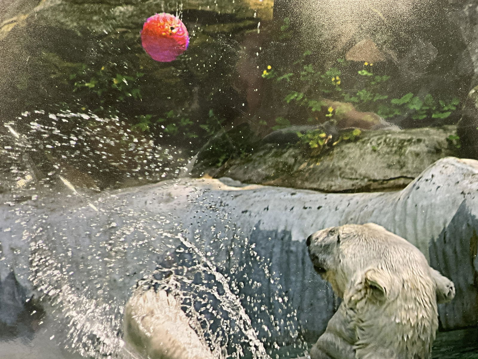 Photograph of a Polar Bear (1 of 4)