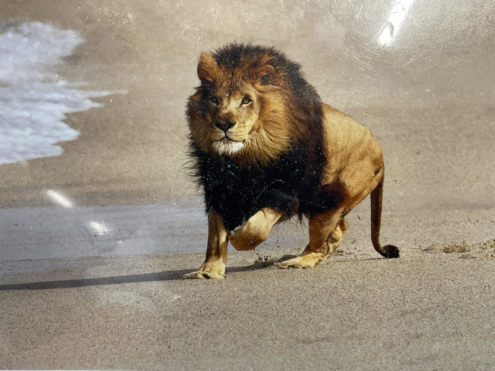 STEVE DOAN Lion Photograph: STEVE DOAN Lion Photograph, inscription to lower right reads Steve Doan, Inscription to reverse reads ‘Doans Photography Photography by Ray and Steve Doan, subject a lion walking on sand, measures 8