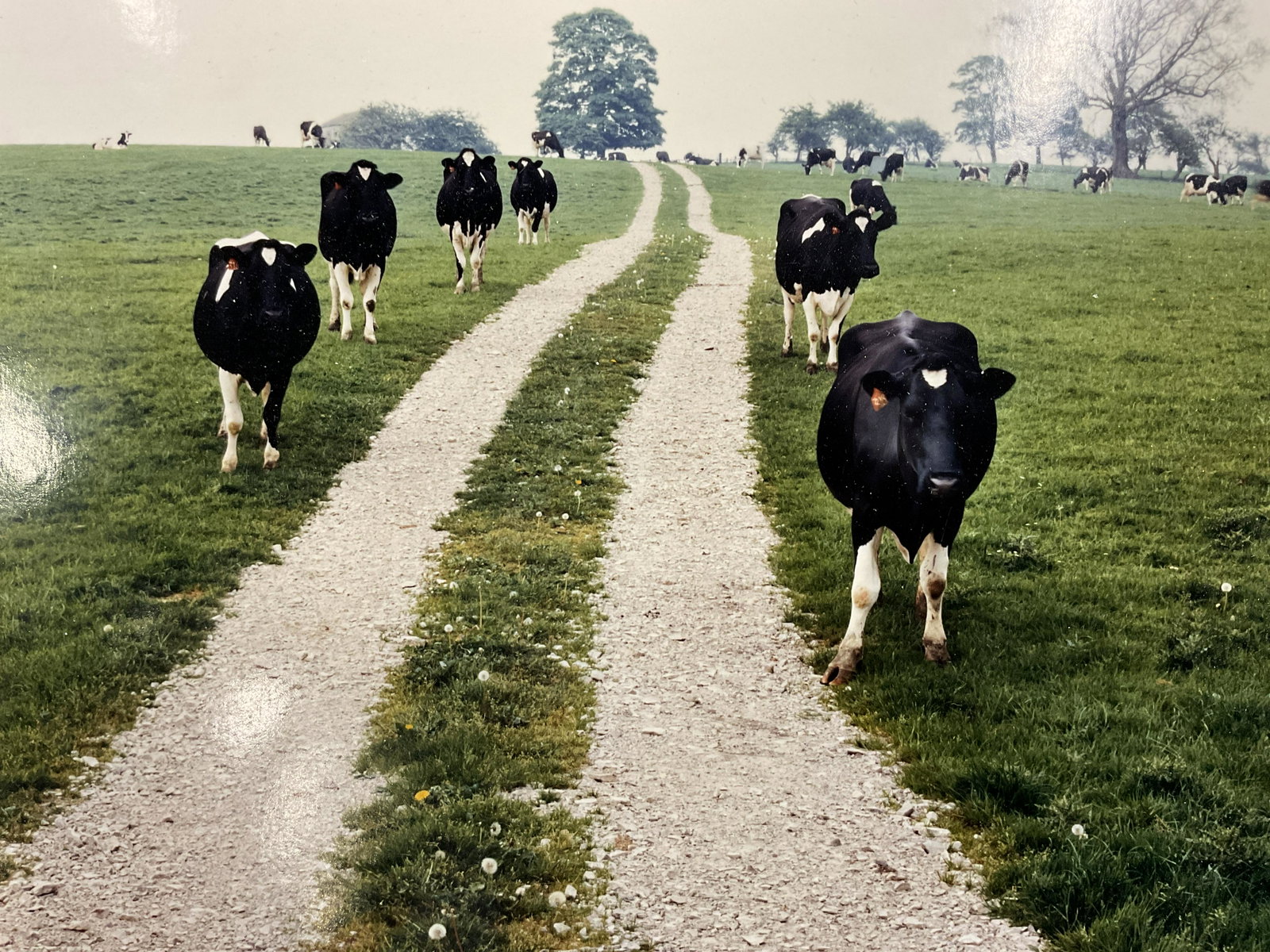 STEVE SOLINSKY Signed Photograph 1989: STEVE SOLINSKY Signed Photograph 1989, signature to lower right reads ‘Solinsky 89’, label to reverse reads ‘Coming Home, England’, ‘Edition size: unlimited’, subject a path surrounded by 