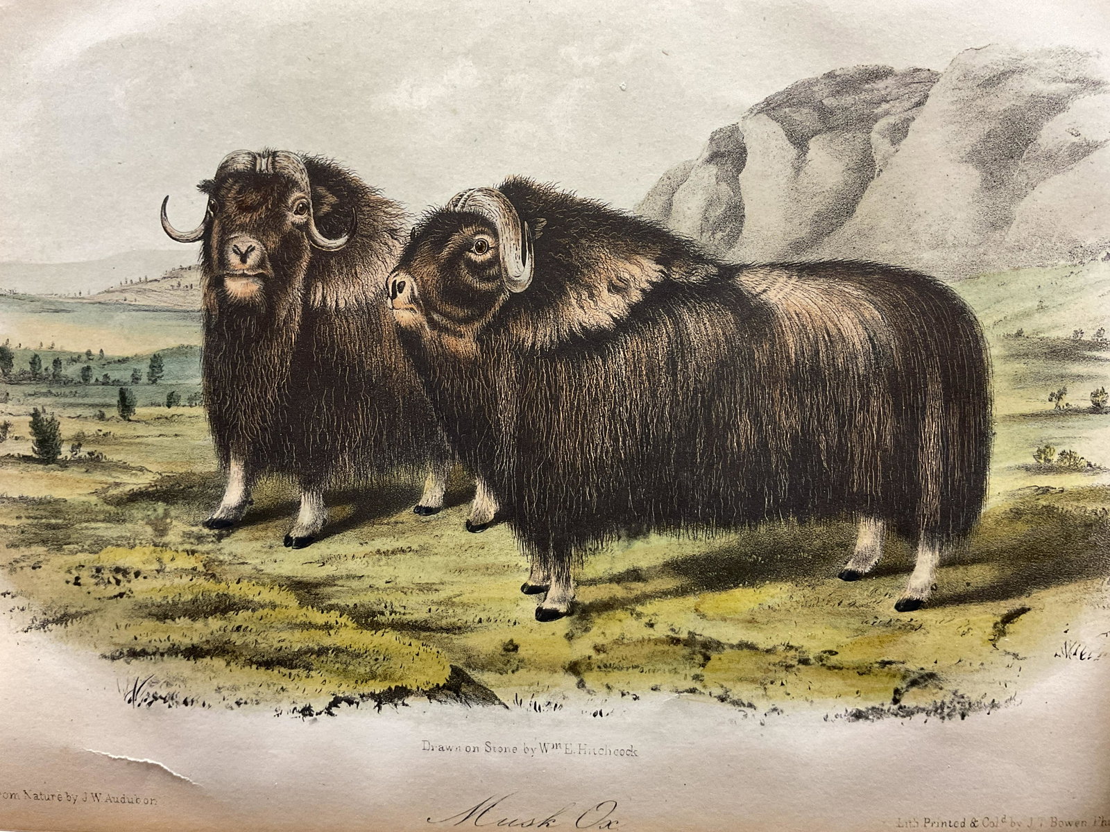 JOHN T BOWEN Musk Ox Lithograph: JOHN T BOWEN Musk Ox Lithograph, inscriptions read ‘Drawn from nature by JW Audubon’, ‘Drawn on stone by WM E Hitchcock’, ‘Musk Ox’, ‘Lith Printed & Cold by JT Bowen Phil’, ‘No 23’