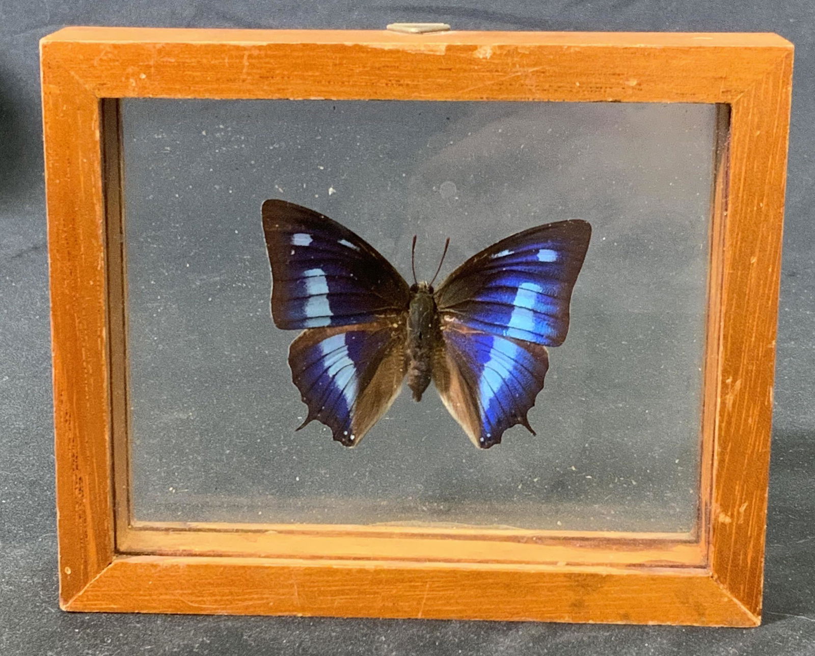 Anaea Cyanea Preserved Butterfly Specimen in Frame (1 of 5)