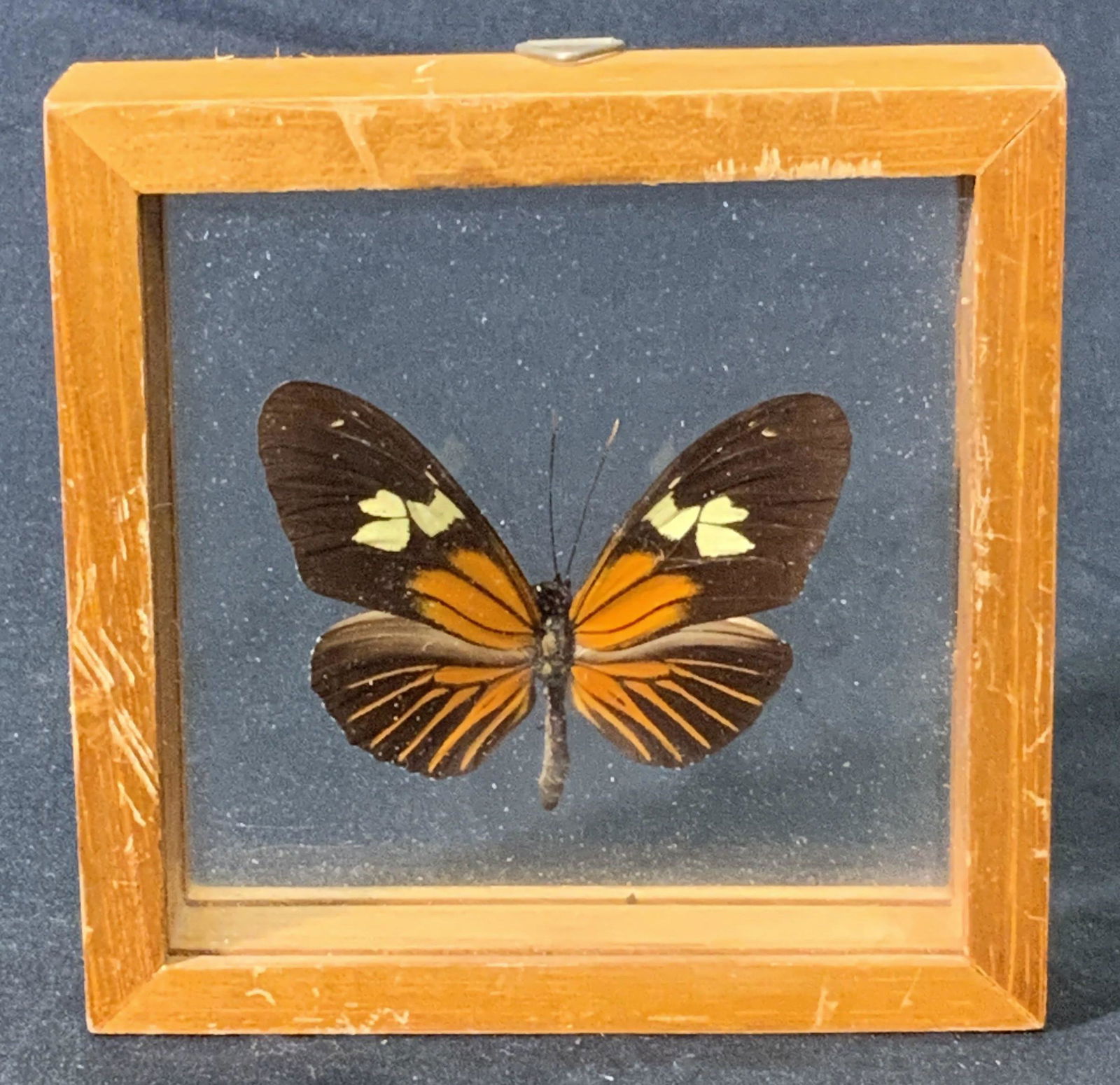 Heliconius Xantocles Preserved Butterfly Specimen (1 of 5)