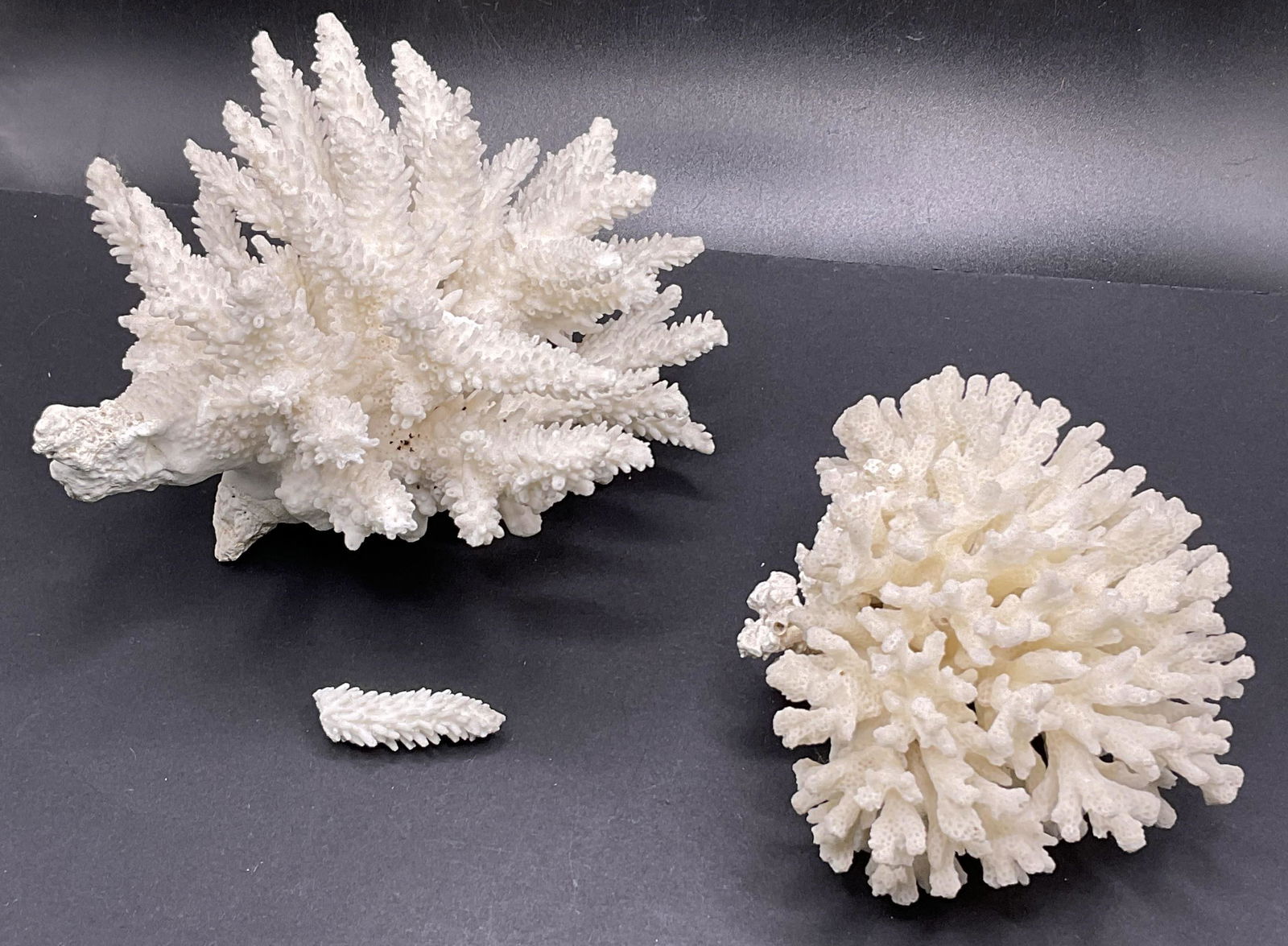 Bleached Coral Specimens (1 of 6)