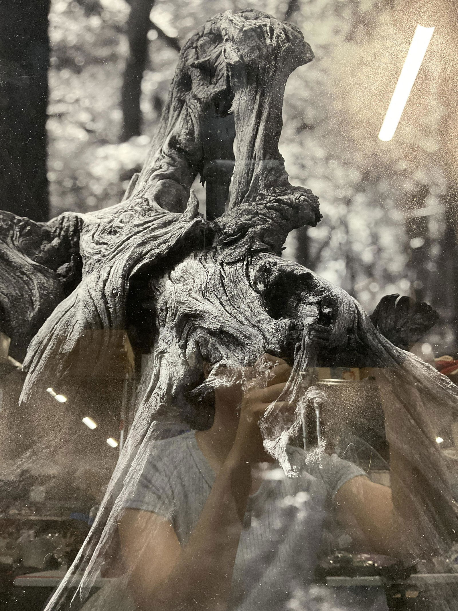 Signed Photograph, Forest Driftwood III (1 of 7)