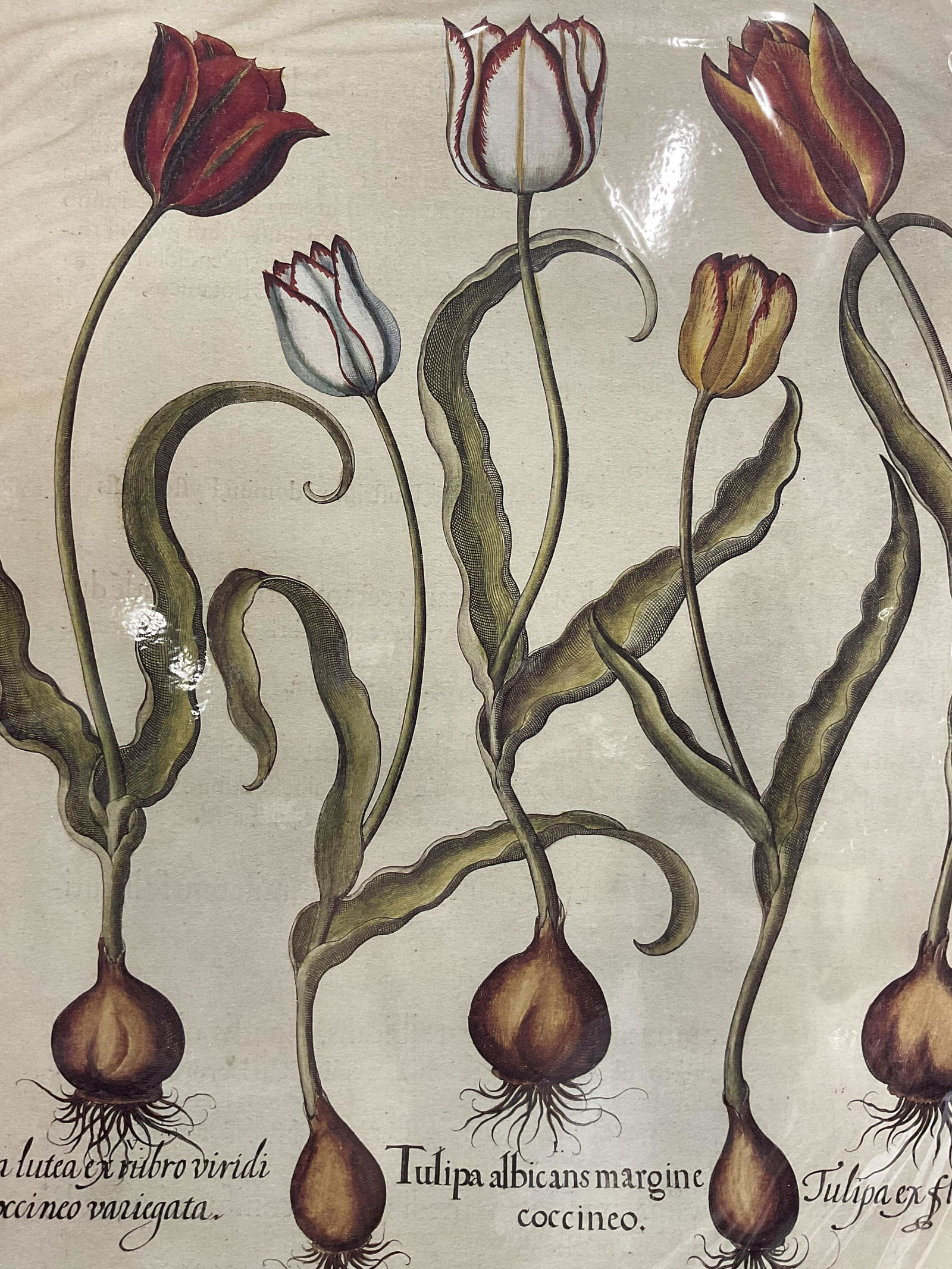 BASILIUS BESLER Tulips Offset Lithograph (1 of 7)