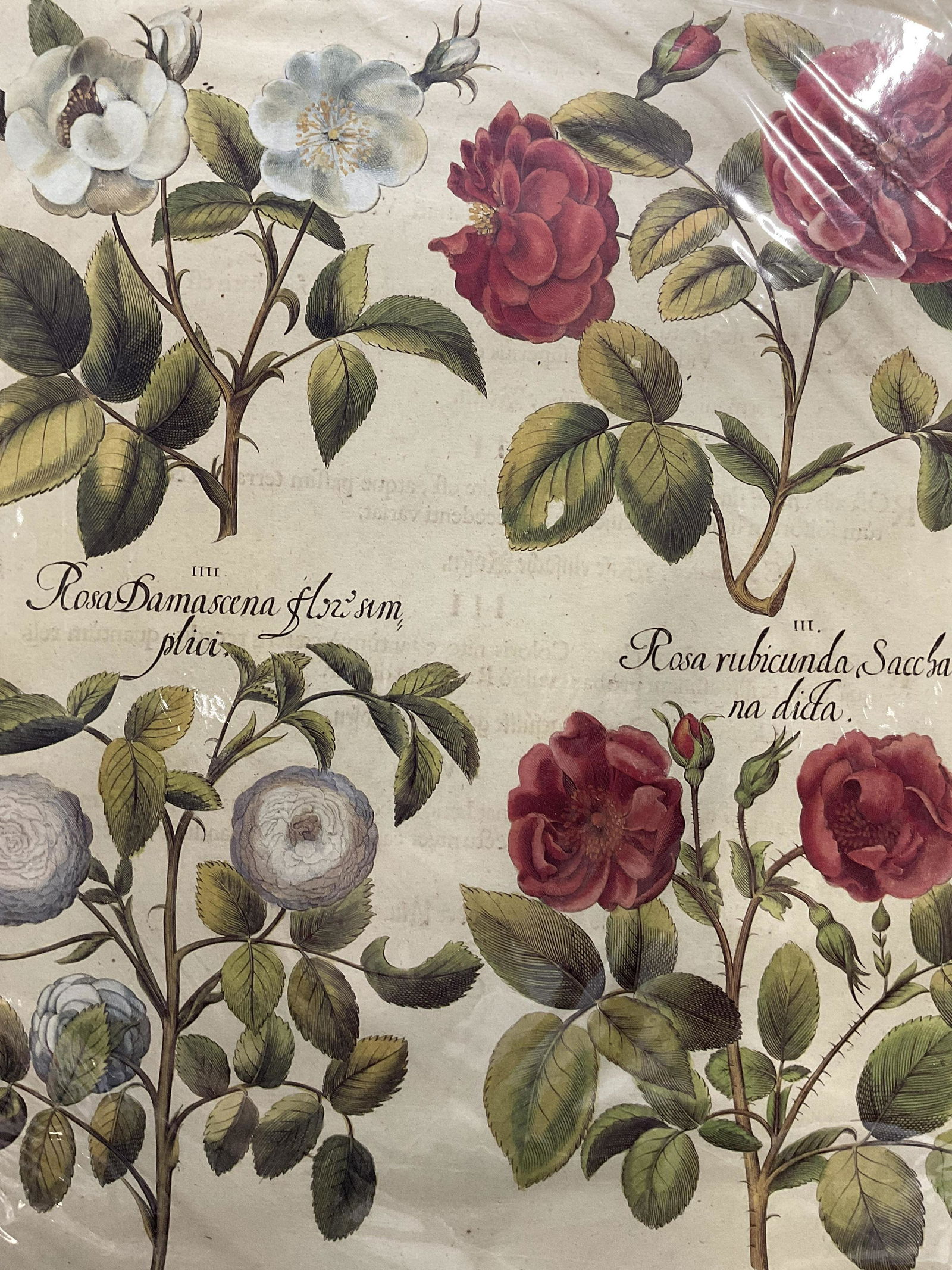 BASILIUS BESLER Roses Offset Lithograph (1 of 6)