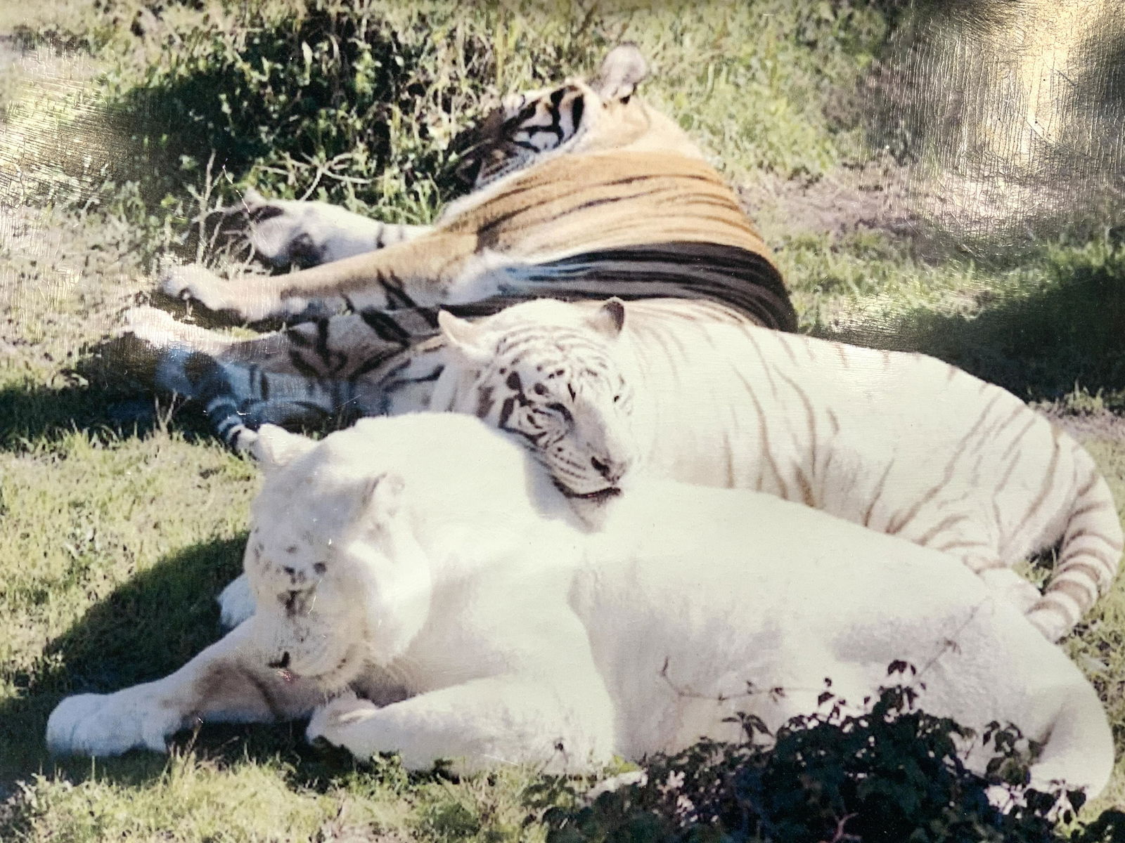 Framed Tiger Photo Lithograph (1 of 6)