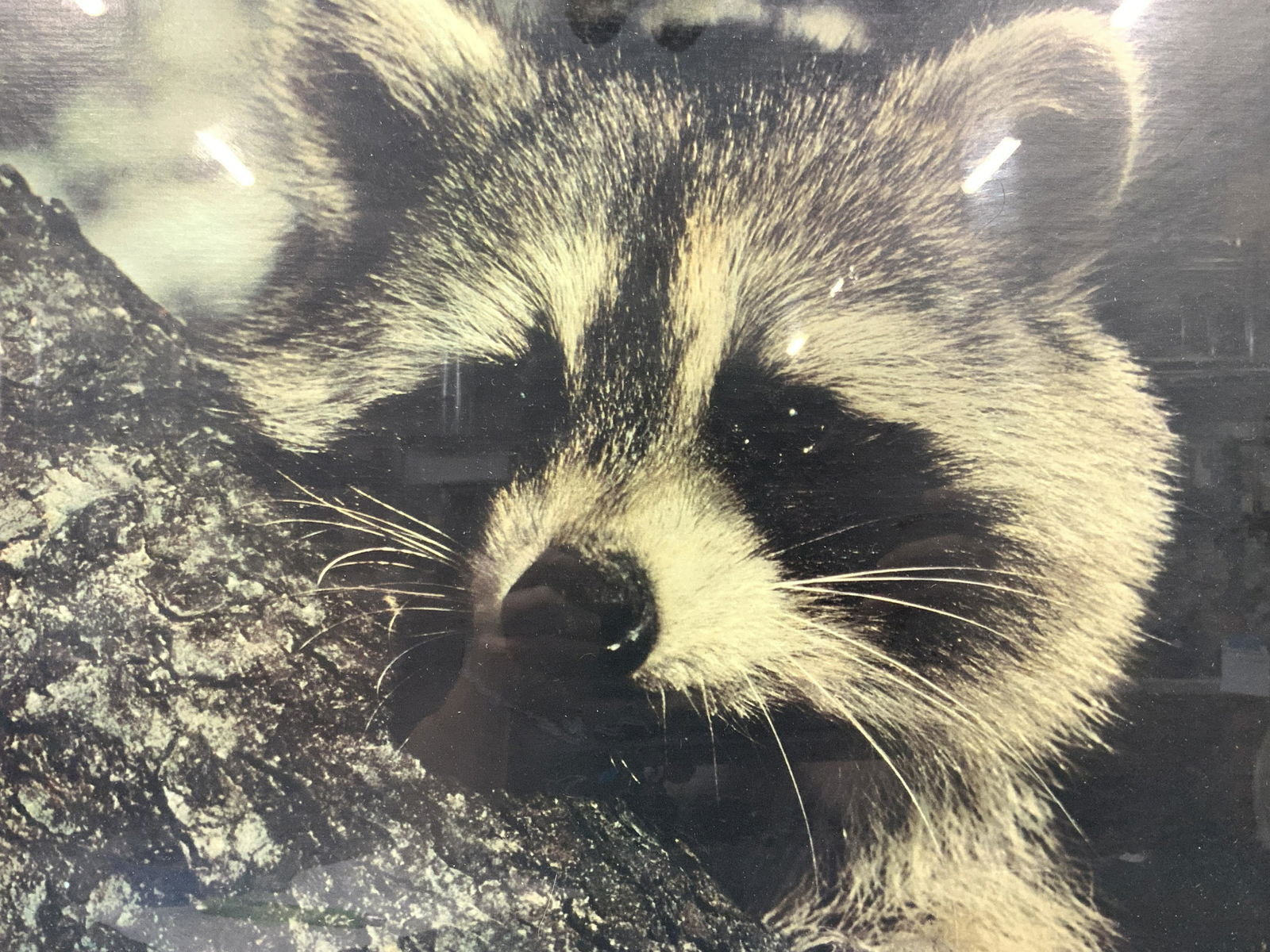 Framed Raccoon On Board Lithograph (1 of 7)
