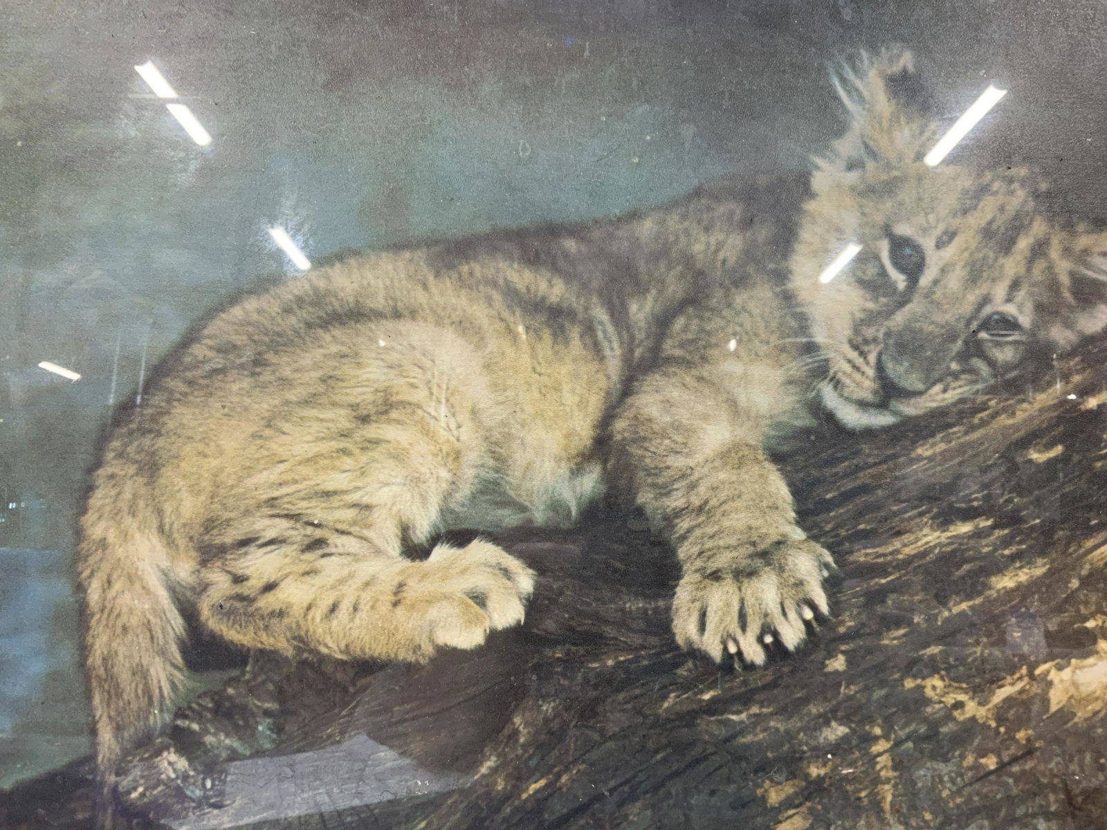 Framed Lithograph Lion Cub On Board (1 of 7)