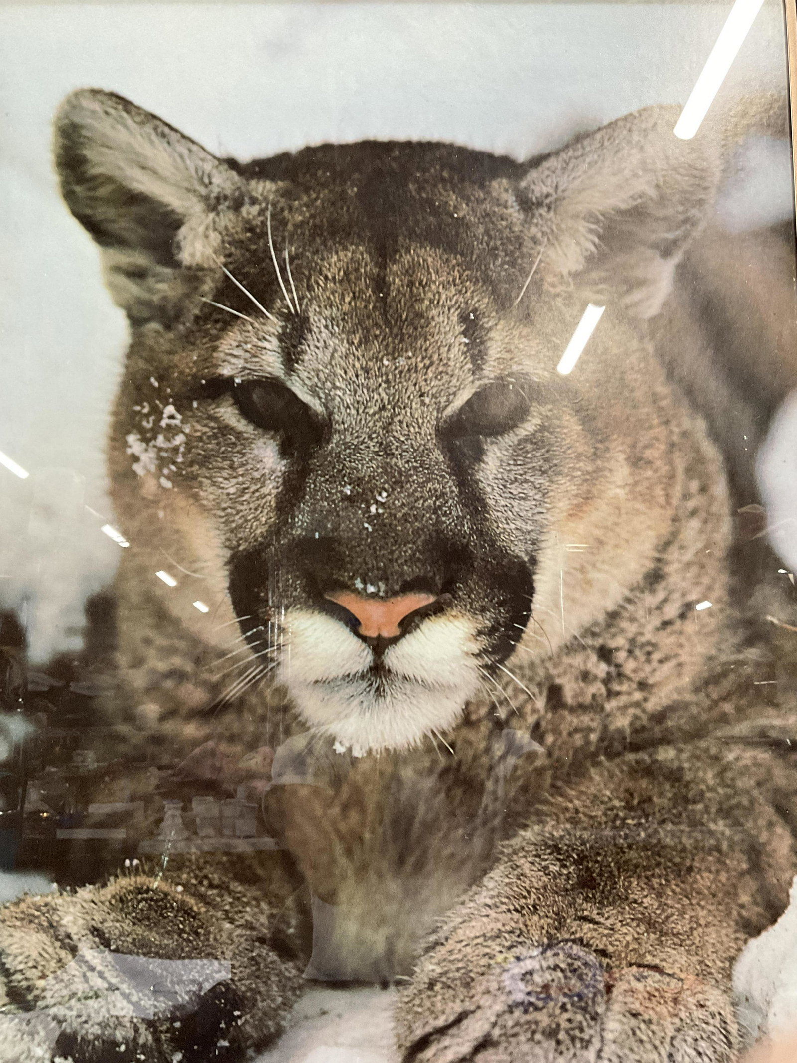 Portal Publications Photograph of Mountain Lion: Photograph of Mountain Lion, inscription reads ‘Portal Publications Sausalito Calif 94965’, subject a mountain lion sitting resting in the snow, measures 32 1/8 x 24 1/8 inches, bronze toned metal