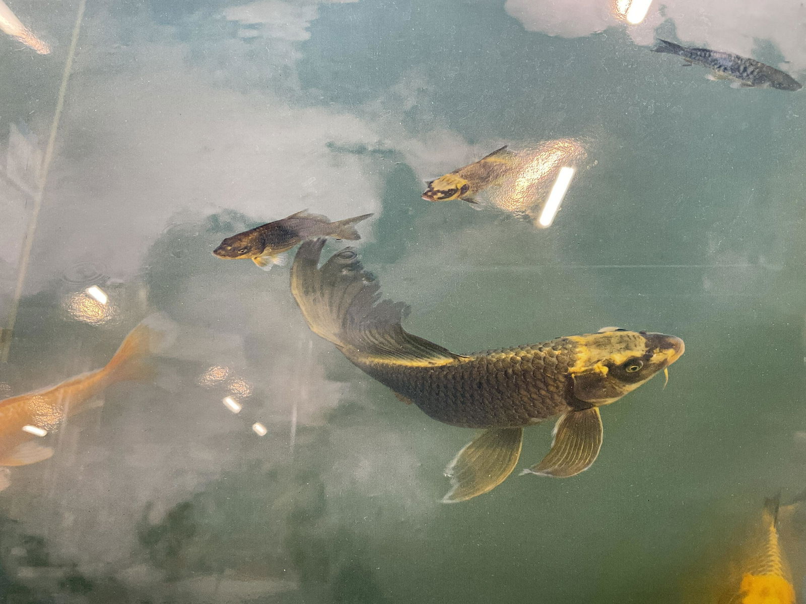 TERRY J ALLEN Signed Photograph of Koi Fish (1 of 5)