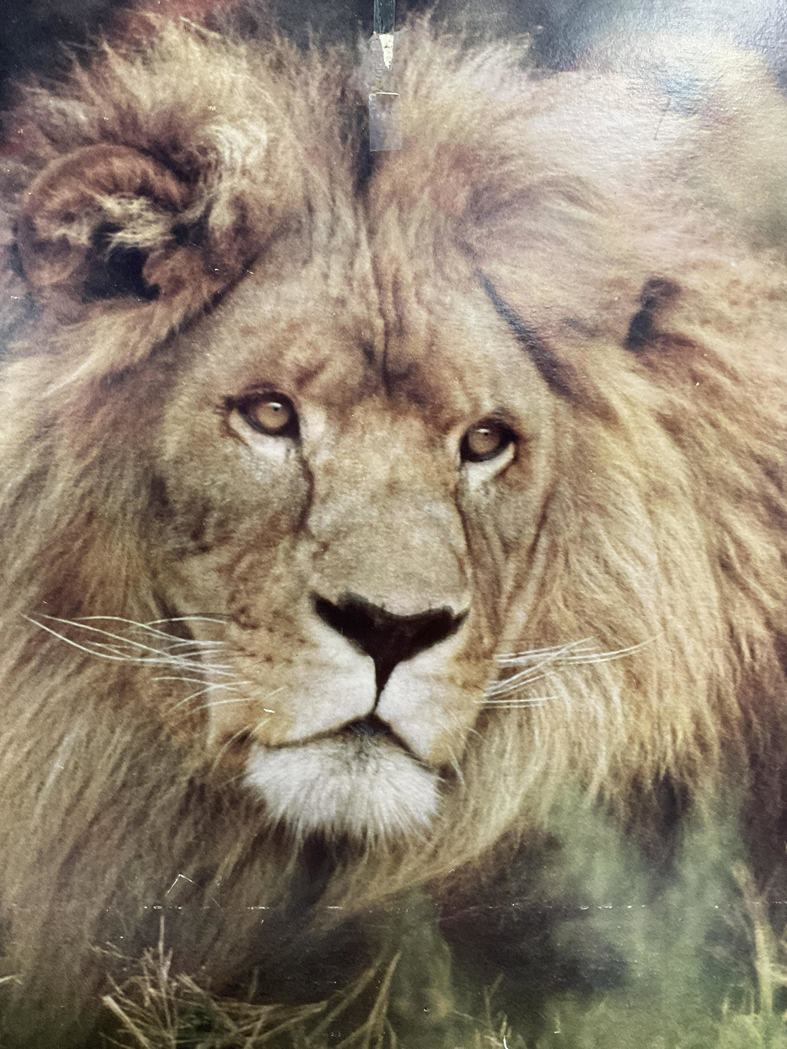 Photograph of a Lion: Photograph of a Lion, no apparent inscriptions or signatures, affixed to burlap backing, piece measures 27 3/4 x 21 7/8 inches, surface wear and losses to piece, not framed, Photograph, artwork, art p