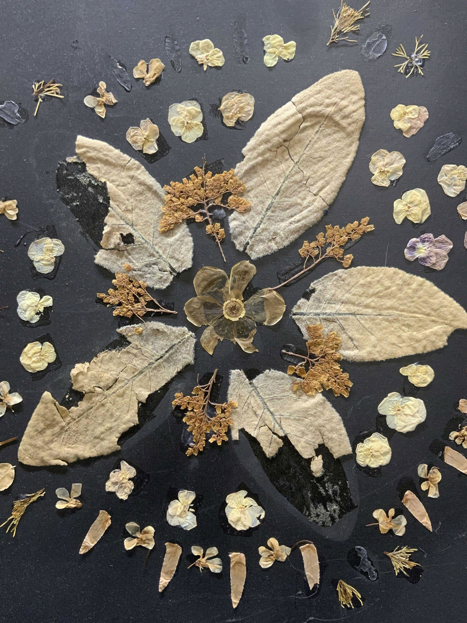 Pressed Flora & Fauna Collage: Pressed Flora & Fauna Collage on board, no apparent inscriptions, subject shows flower, petals, and leaves arranged in a flower and circle shape, measures approx 19 3/4 x 19 3/4 in. No frame, surface