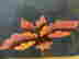 item-134962532=4