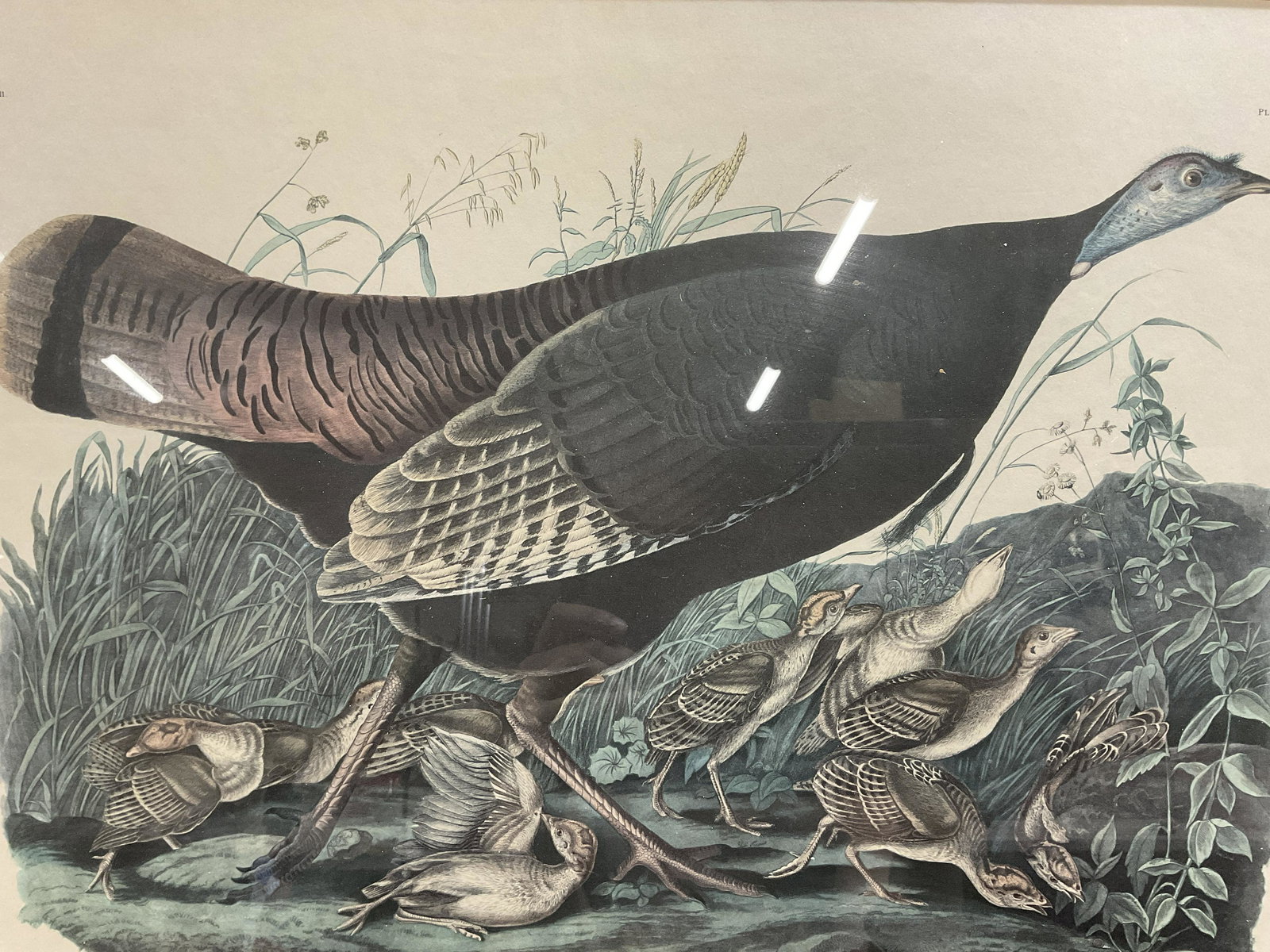 Offset Lithograph of a Wild Turkey (1 of 7)