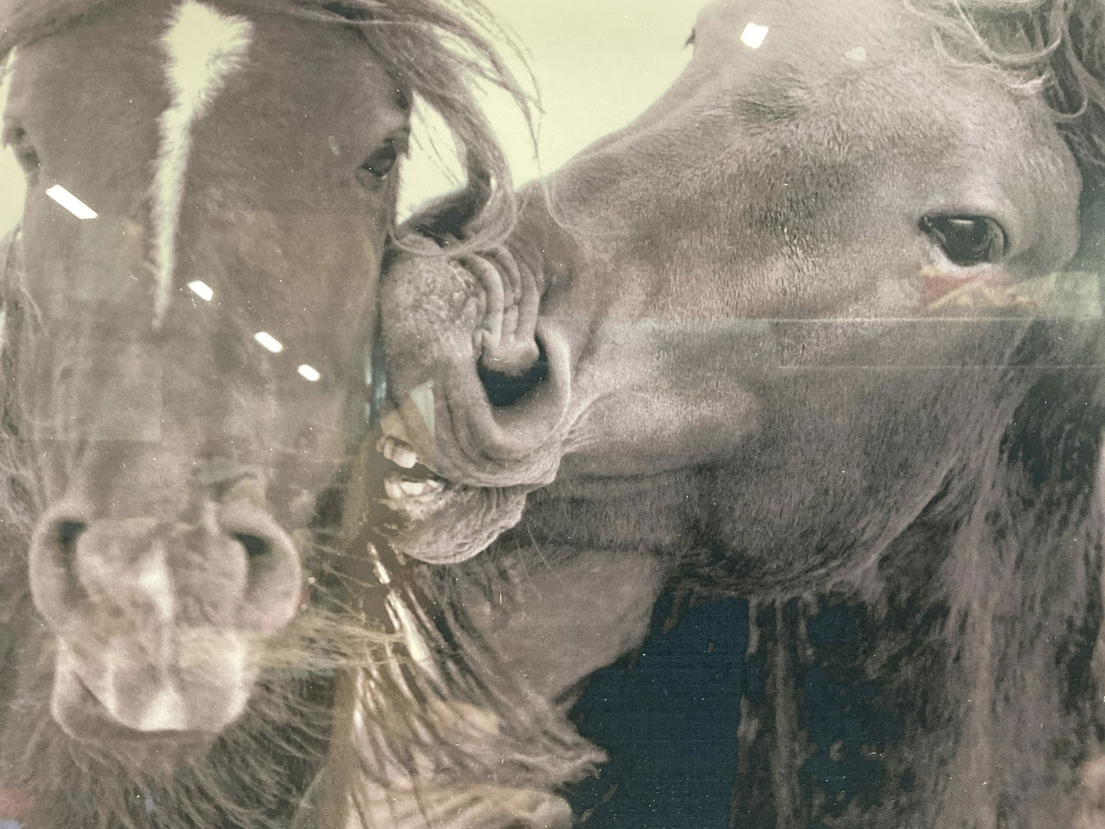 ROBERTO DUTESCO Photograph of Horses (1 of 5)