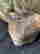 item-135492862=18