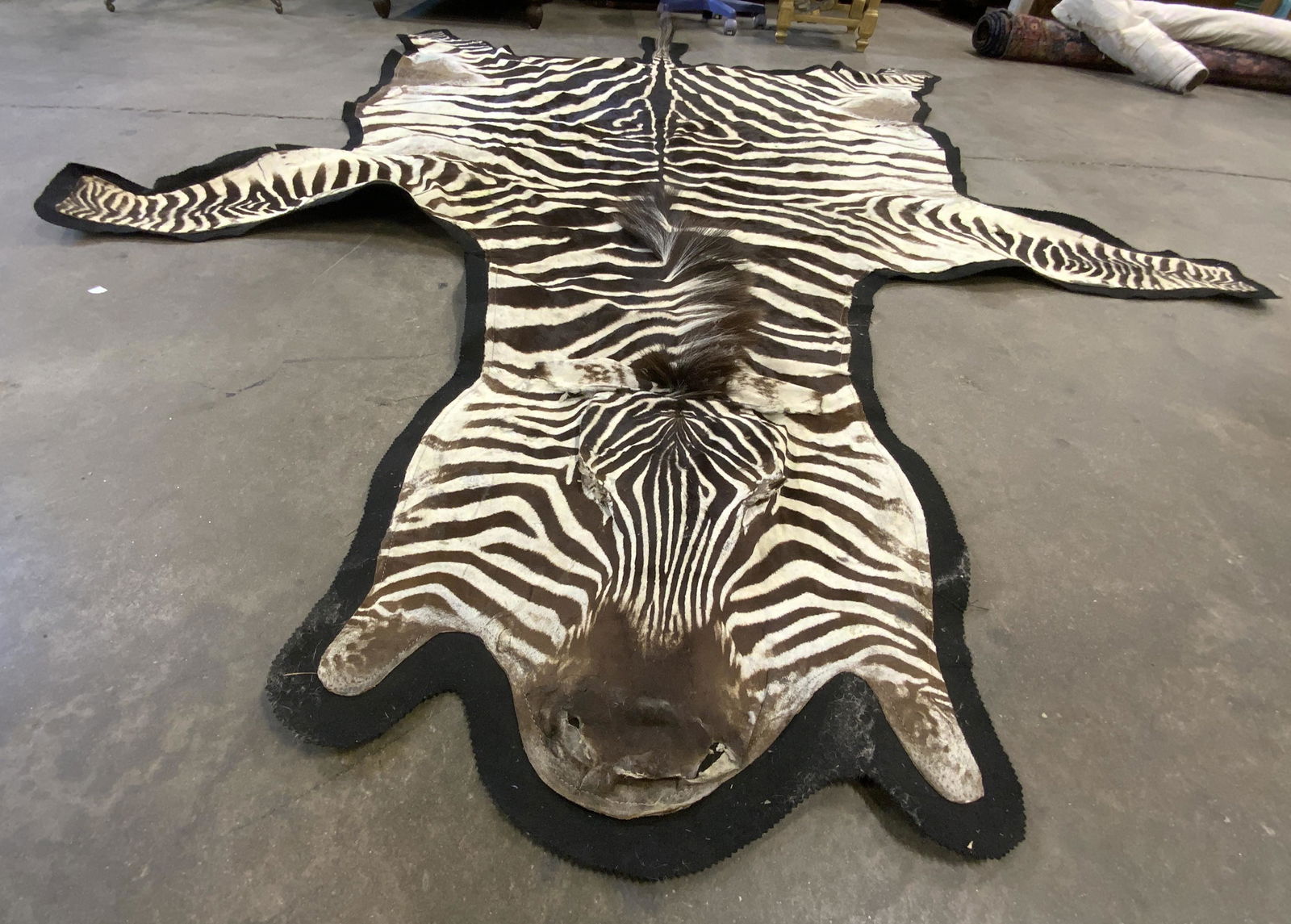 Zebra Hide Rug: Zebra pelt. Pelt is attached to a black fabric material. Face, mane, and tail slightly raised. Measures approx 116L x 78W inches. Measured from tail to head & from foot to foot. Some losses to pelt, s