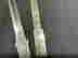 item-137117205=4