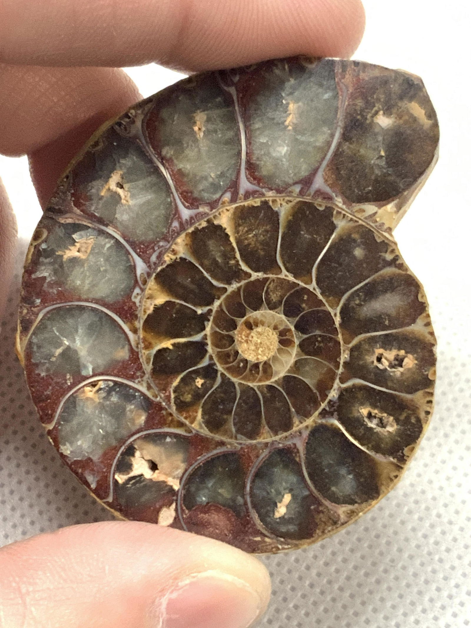 Ammonites Shell Fossil Specimen (1 of 5)