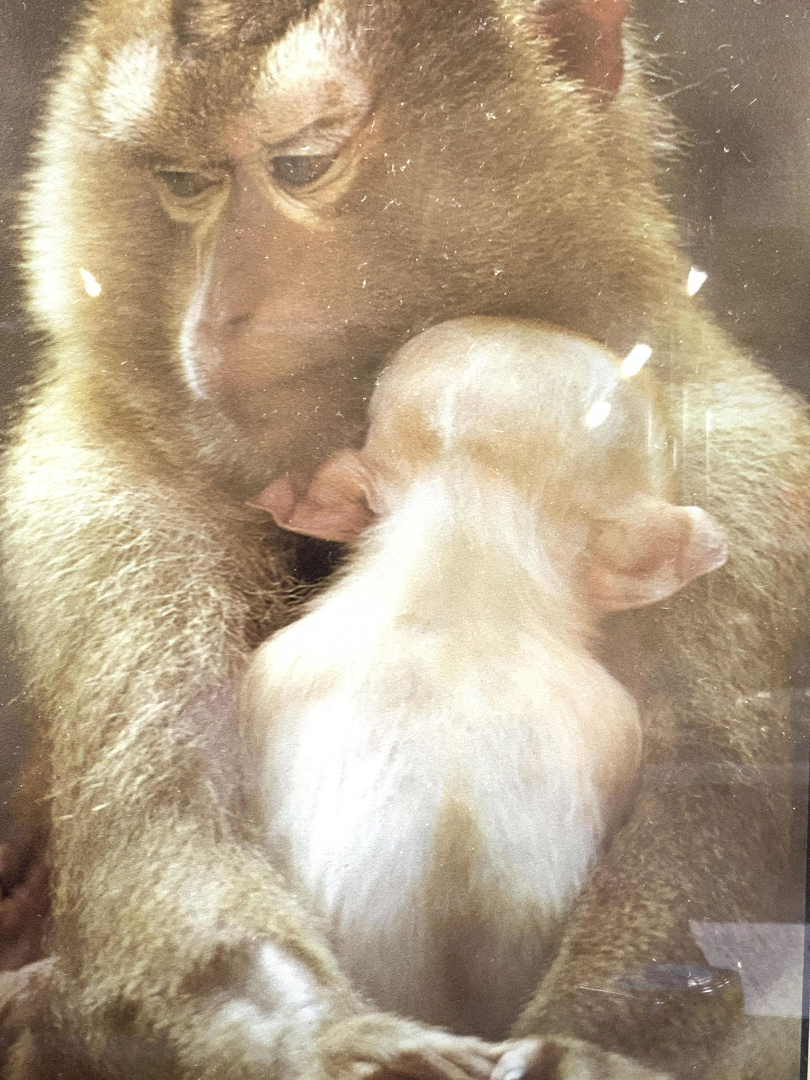 Framed Monkey Holding Baby Lithograph (1 of 7)