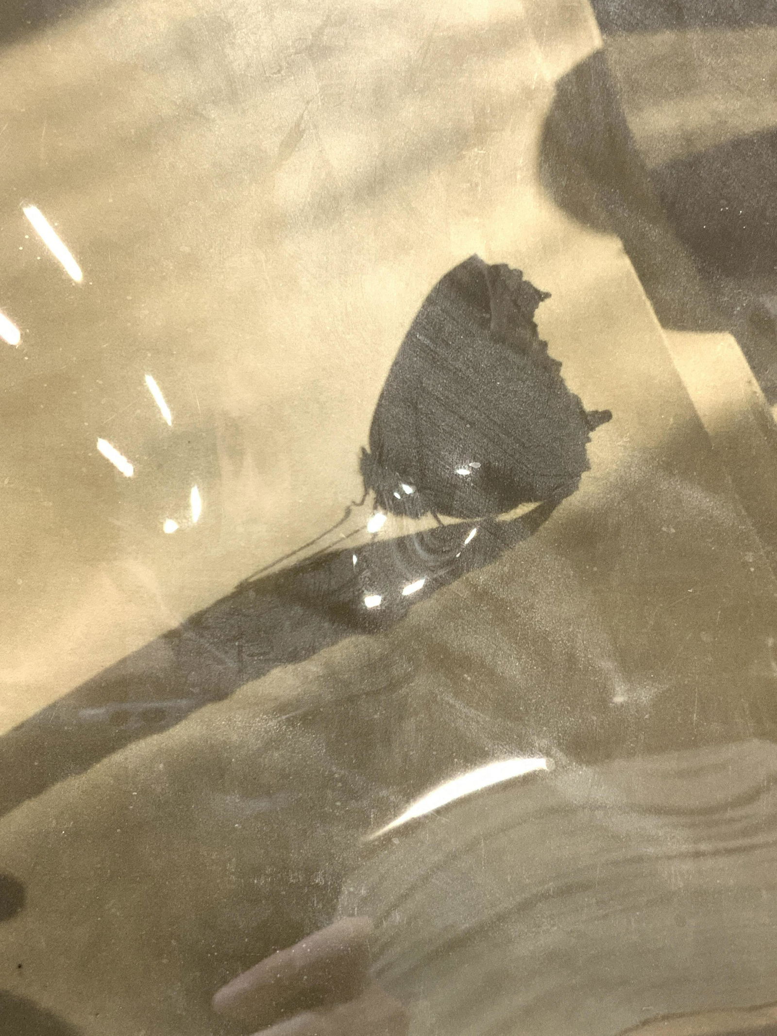 ATTR EDWARD STEICHEN Photogravure (1 of 8)