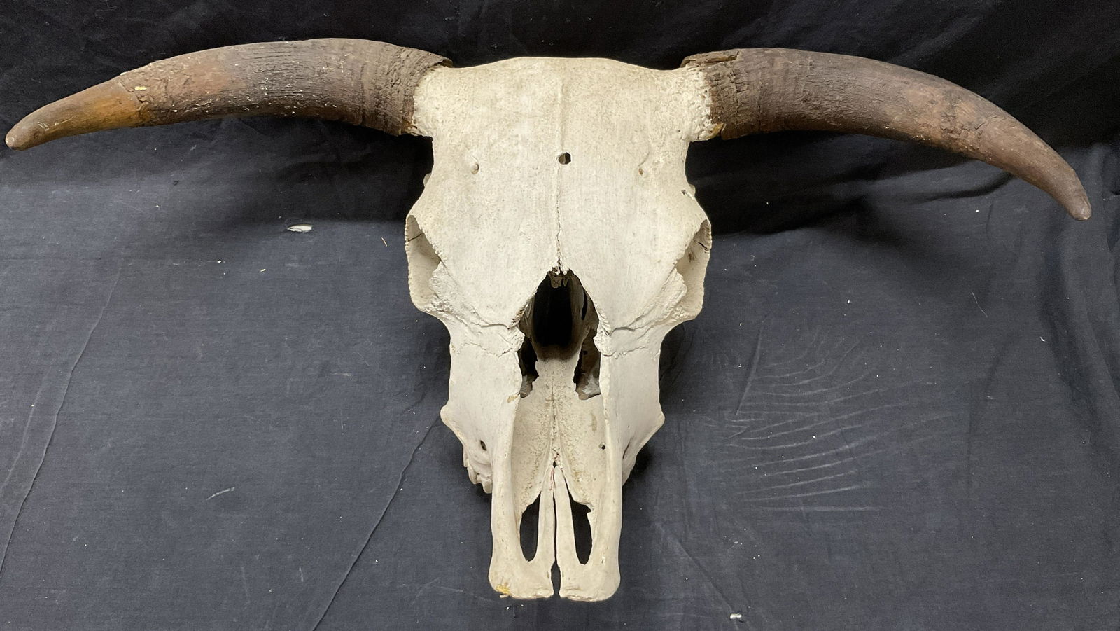 Steer / Cattle Skull W Horns (1 of 11)