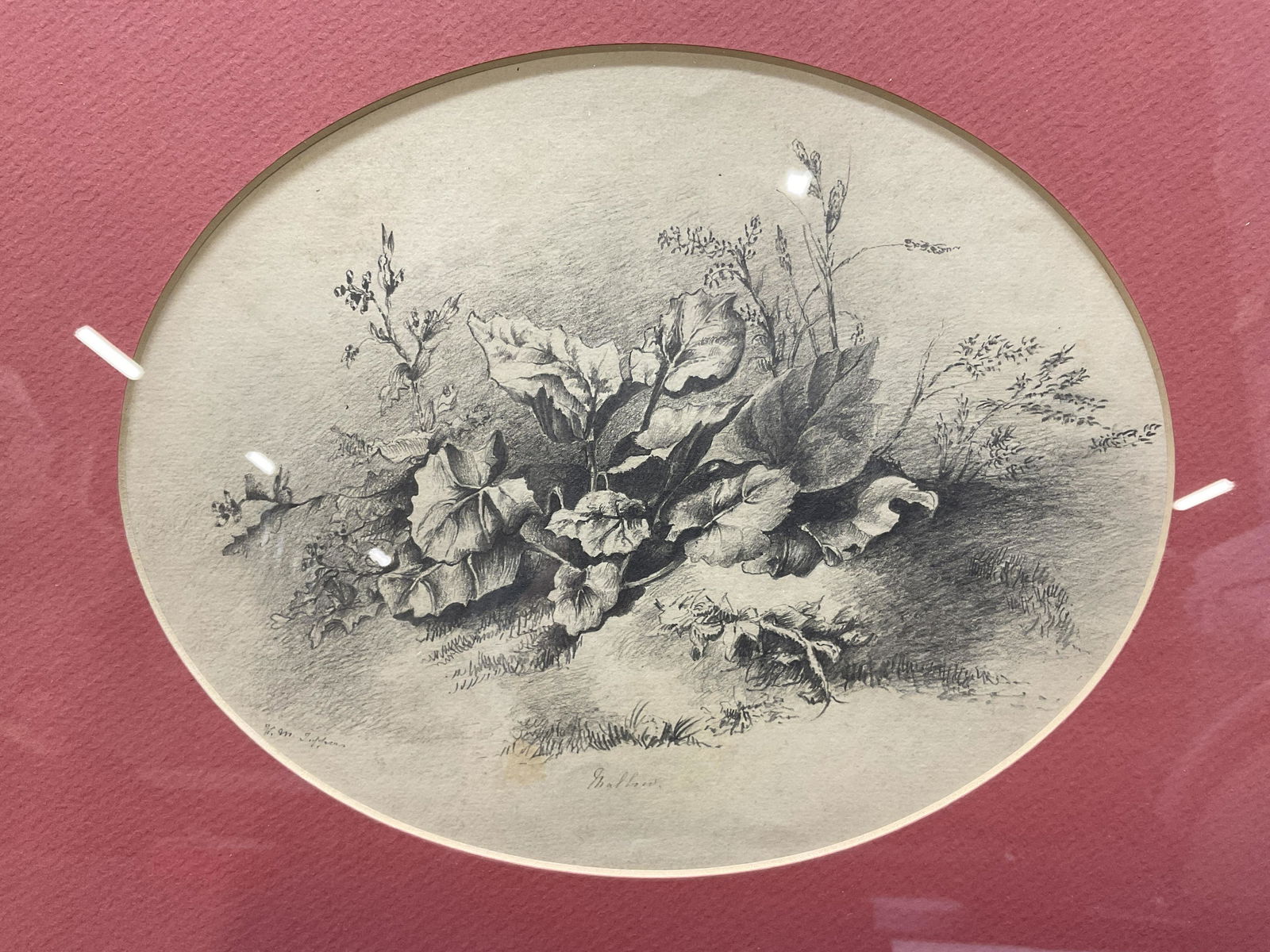 ATTR V.M. Tupper Graphite Botanical Drawing (1 of 6)