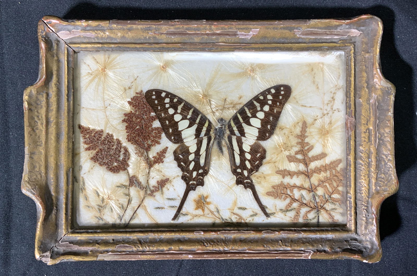 Vintage Dry Butterfly Specimen Display (1 of 4)