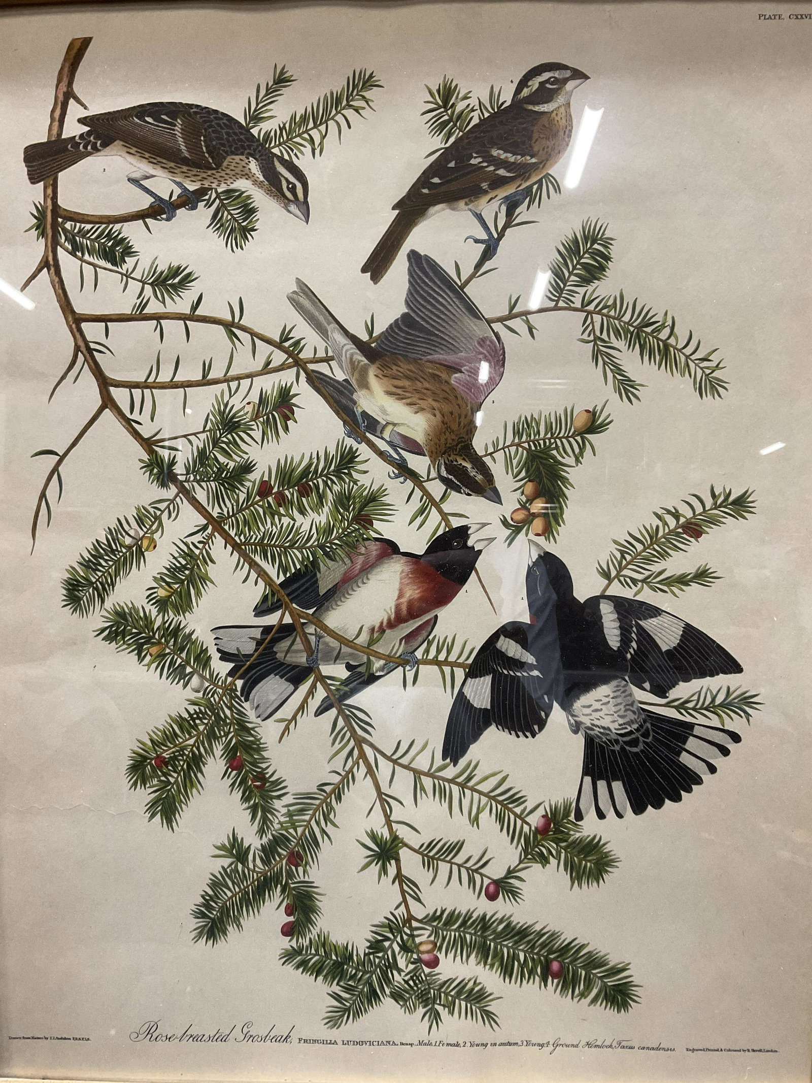 FRMD Rose-breasted Grosbeak Bird Plate Press Art (1 of 6)