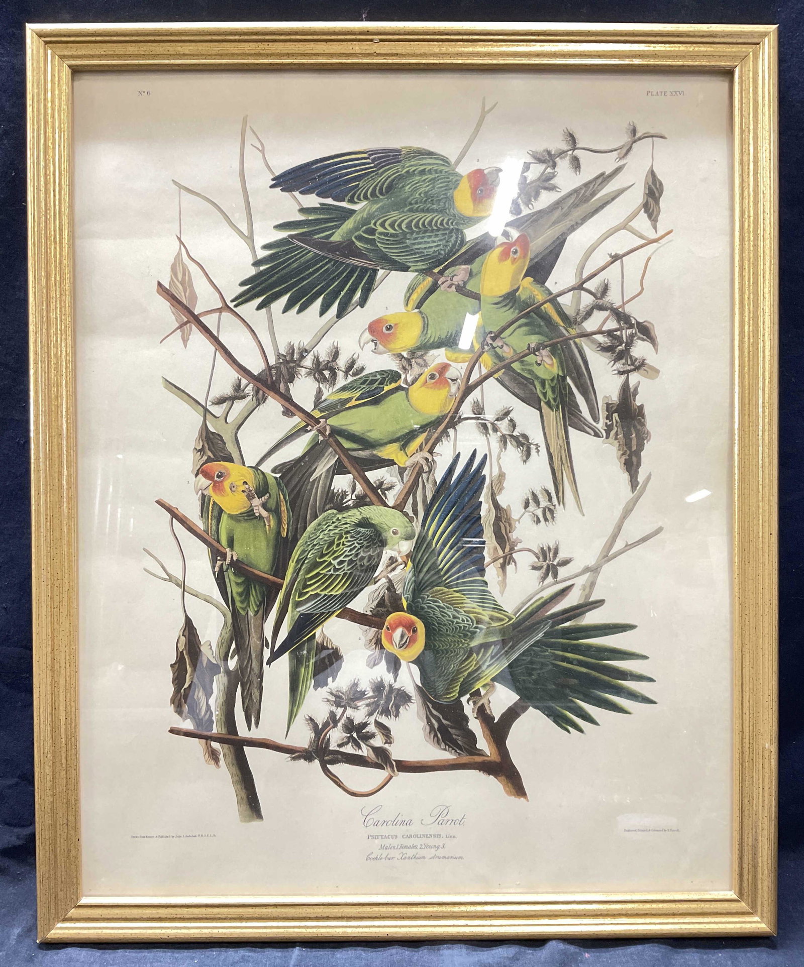 FRMD Carolina Parrot Plate Press Art (1 of 7)