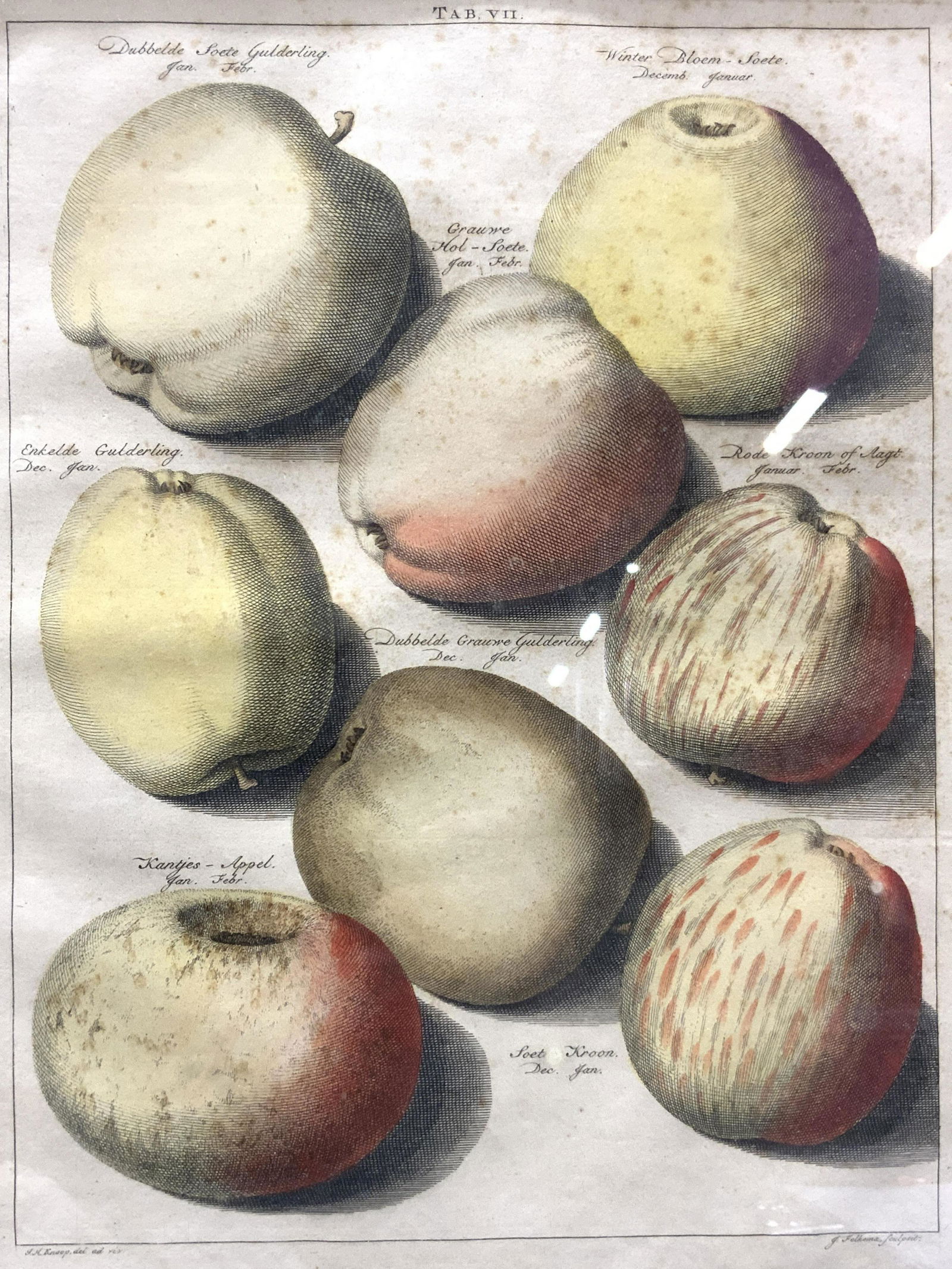 Attr J.H.Knoop Holland Signed Color Apple Etching (1 of 11)