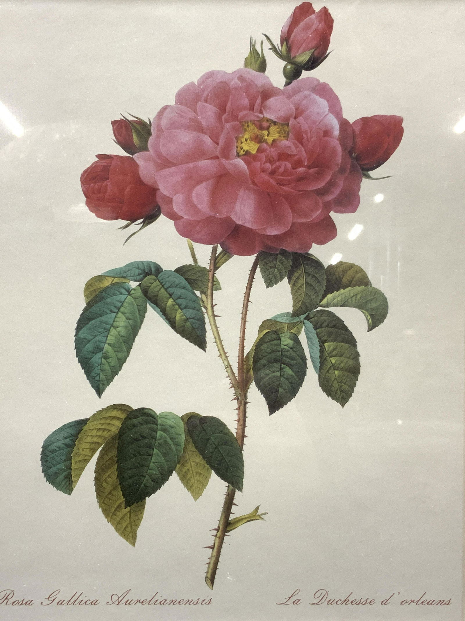 Roses Of Orleans Framed Lithograph (1 of 8)