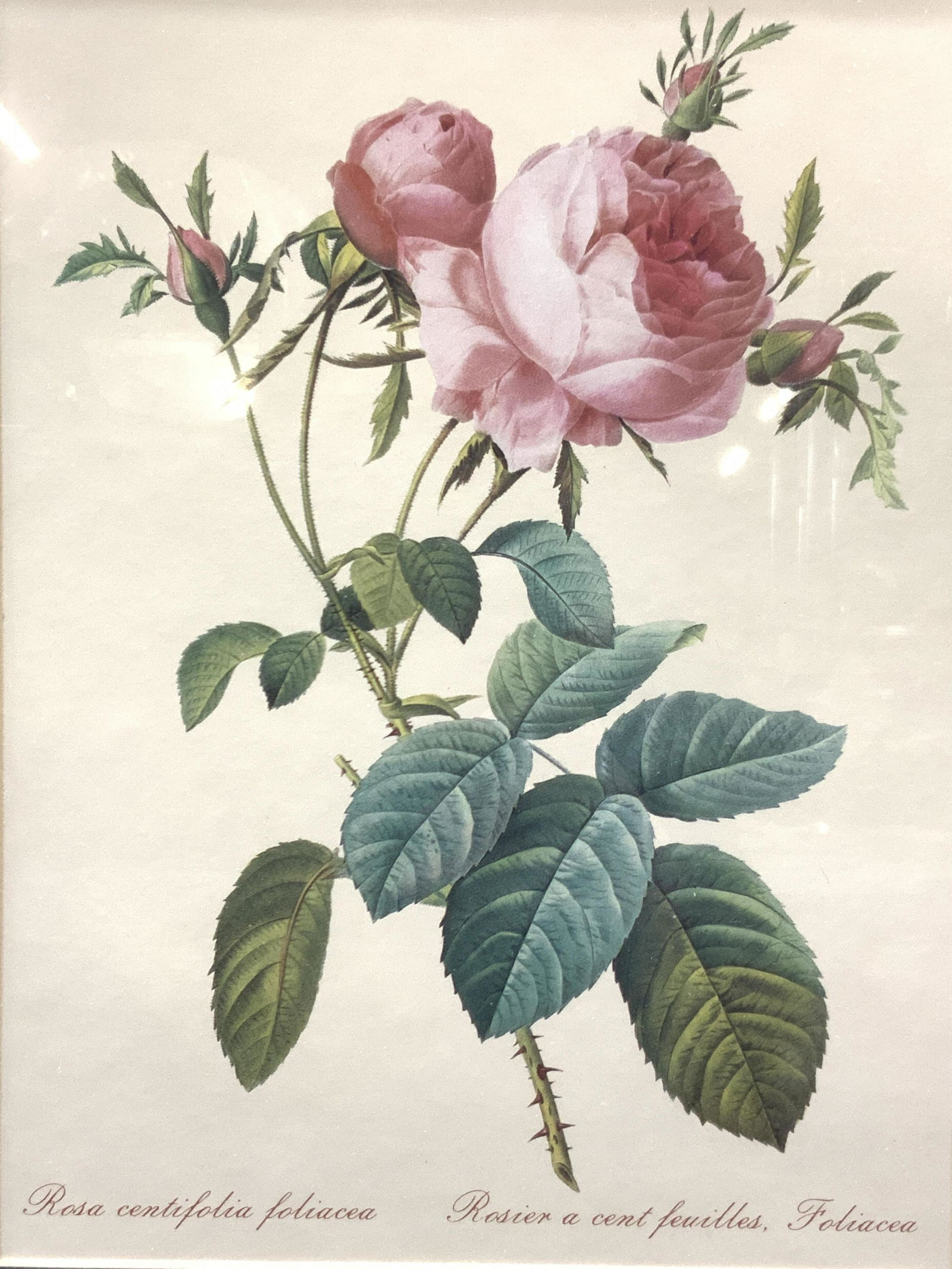 FOLIACEA Rose Framed Lithograph (1 of 8)