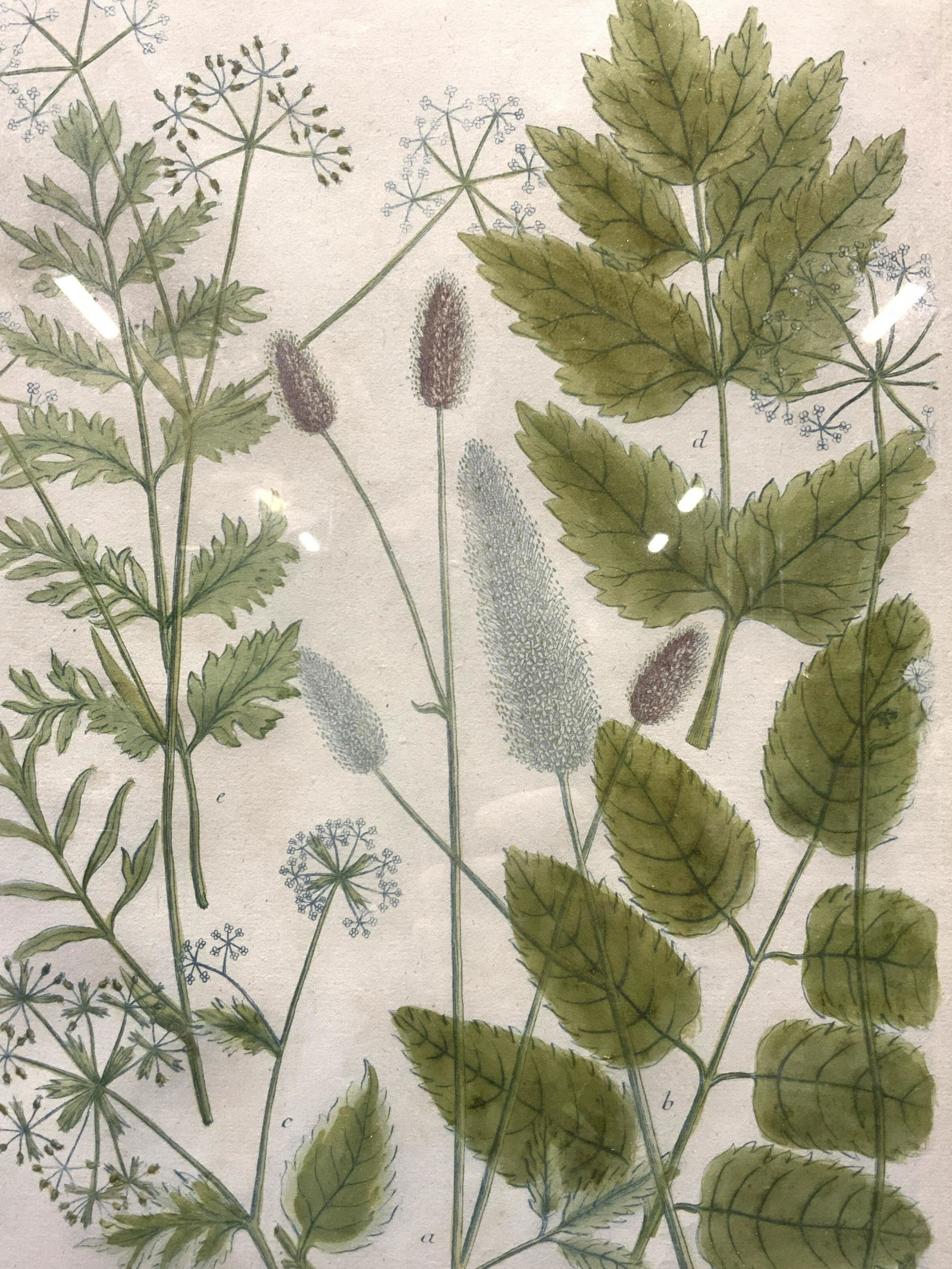 Johann Weinmann Phyanthoza Iconographia Etching (1 of 10)