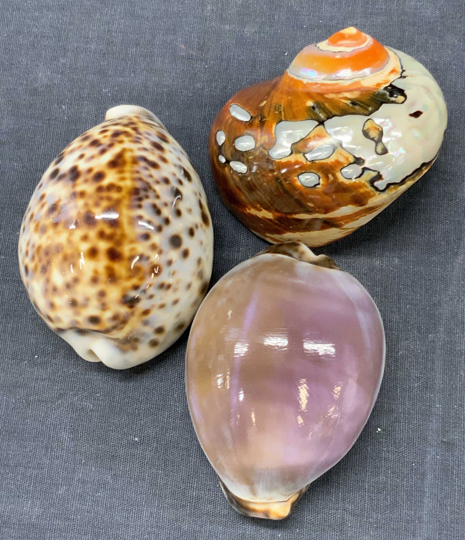 Lot 3 Nautilus & Cowrie Shells (1 of 14)