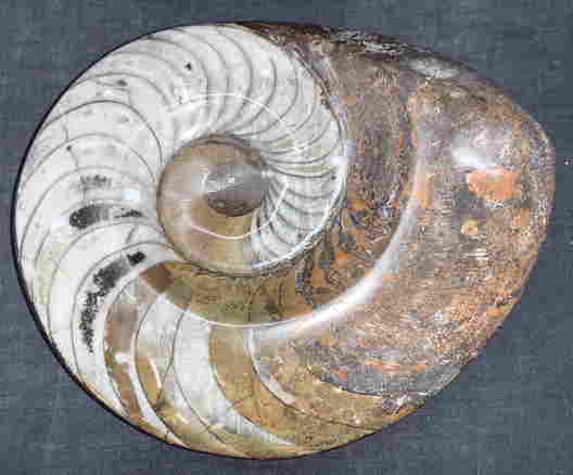 Stone Fossils