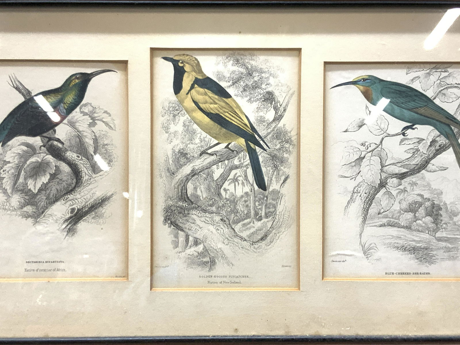 LIZARS Colored Bird Etchings (1 of 10)
