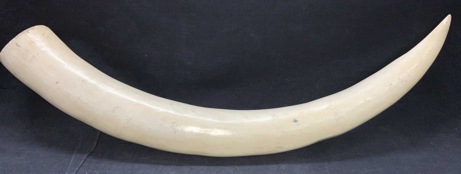 XL Carved Wooden Elephant Tusk Replica: XL elephant tusk replica, approximately 34 inches long. Made of carved wood with a resin over coating and painted white. Evident surface wear. Carved wooden decor, elephant decor, elephant tusk replic
