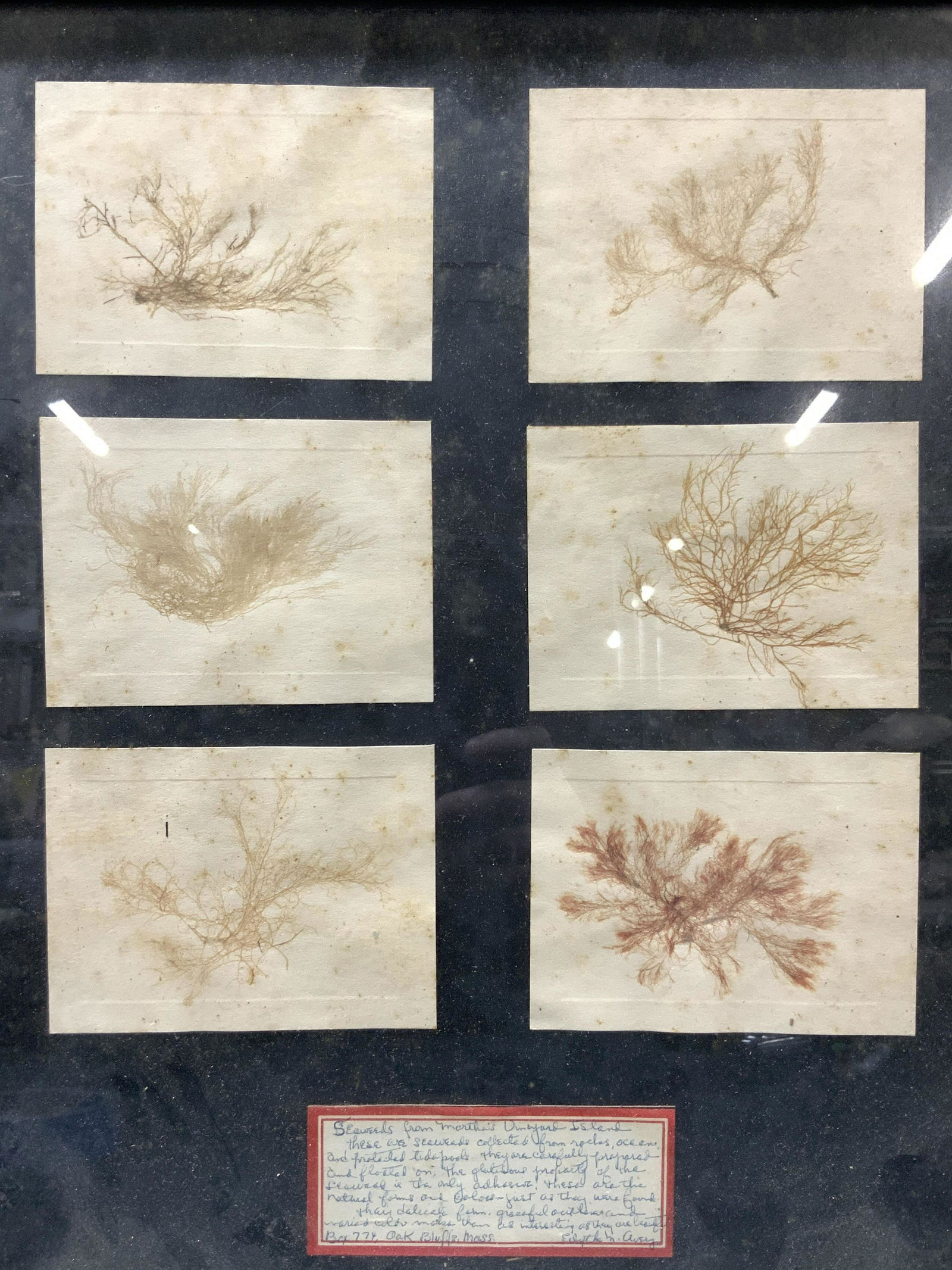 Marthas Vineyard Seaweed Specimens (1 of 8)