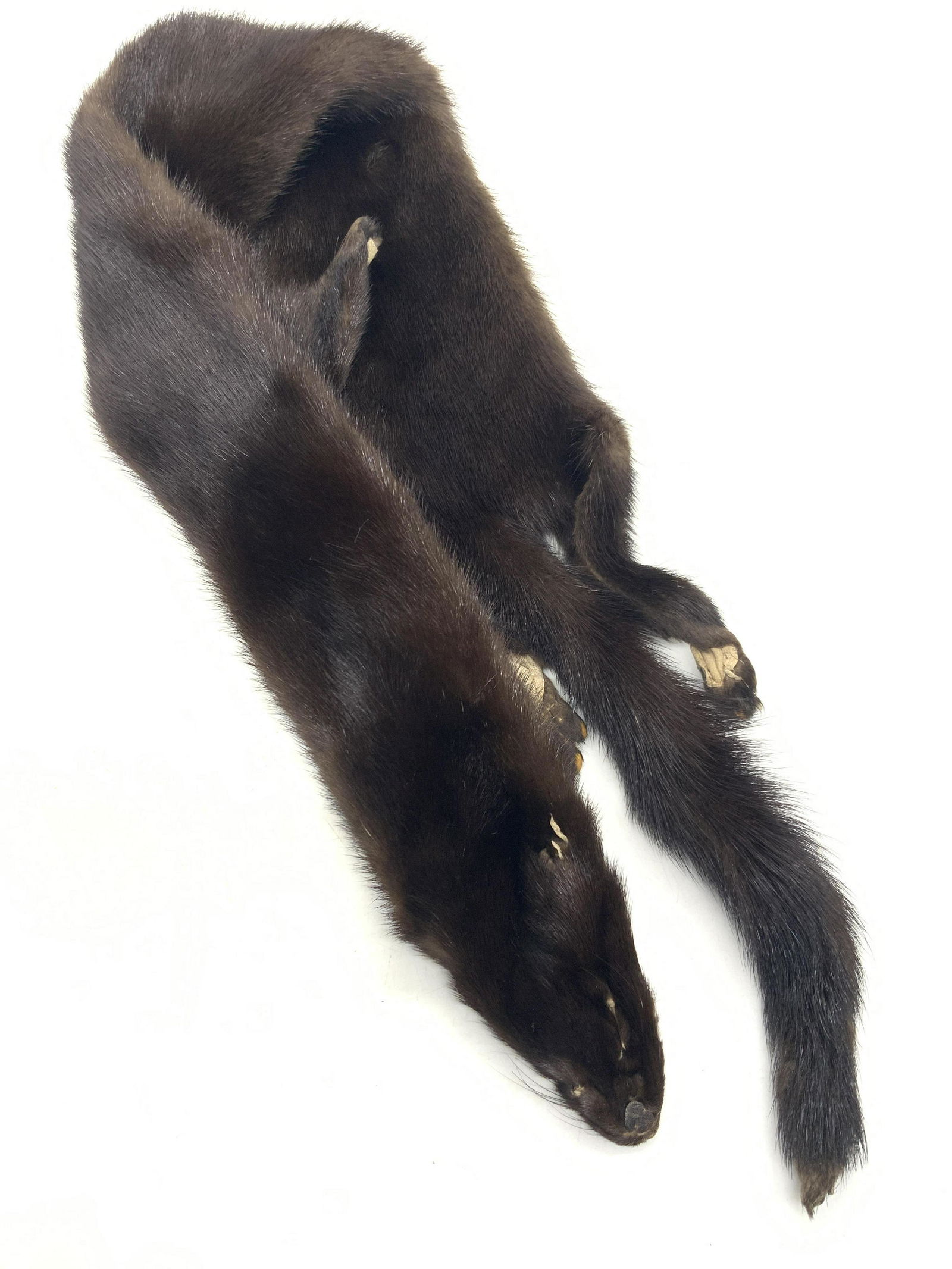 Full Bodied Mink Stole W Tail: Full bodied mink stole, complete with tail, arms and legs with claws and head. No ears or faux eyes. Approximately 38 inches long. Minor roles where eyes would be. Full bodied mink, mink fur stole, fu