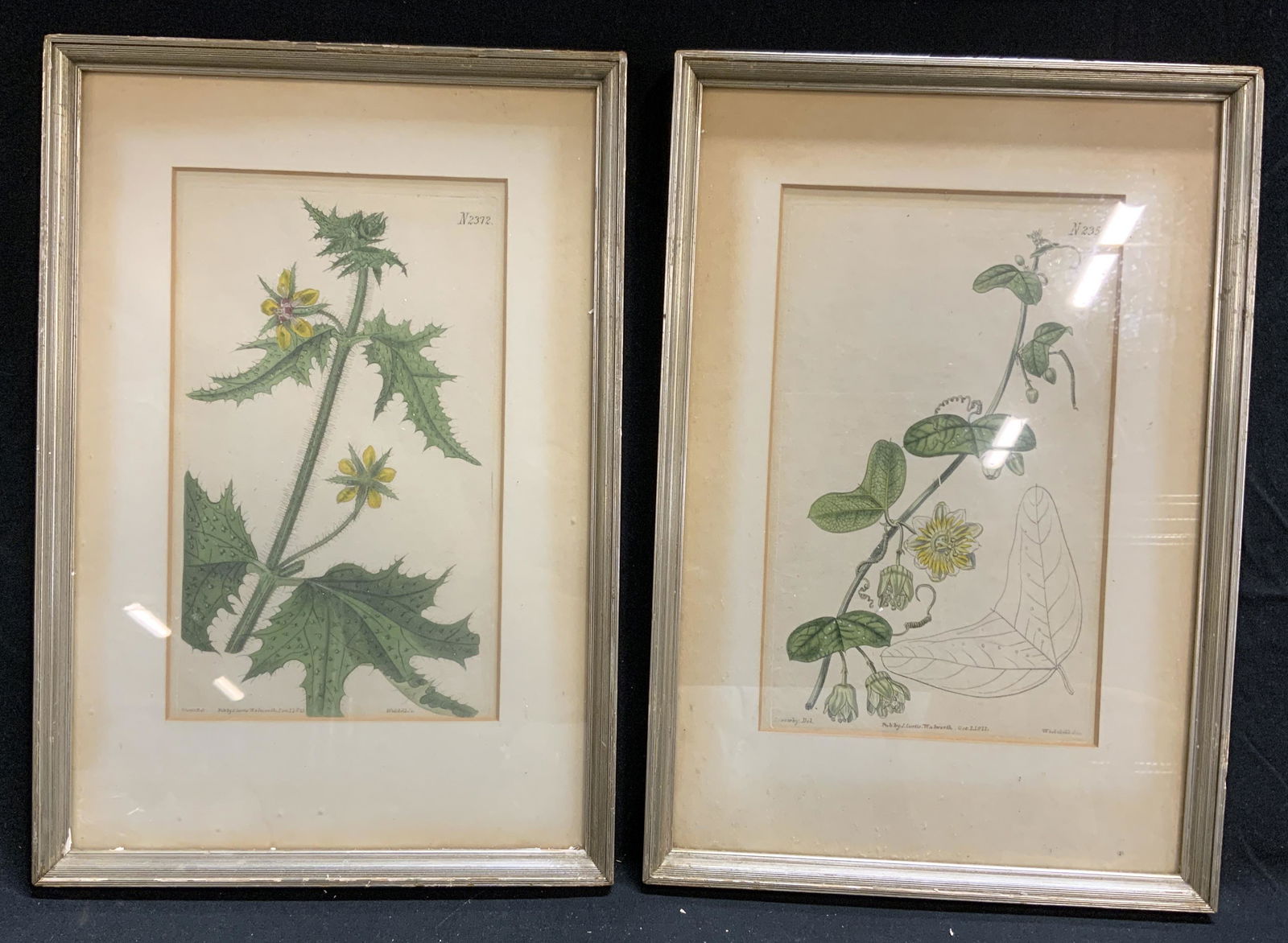 Lot 2 WEDDELL Framed Botanical Engravings (1 of 8)